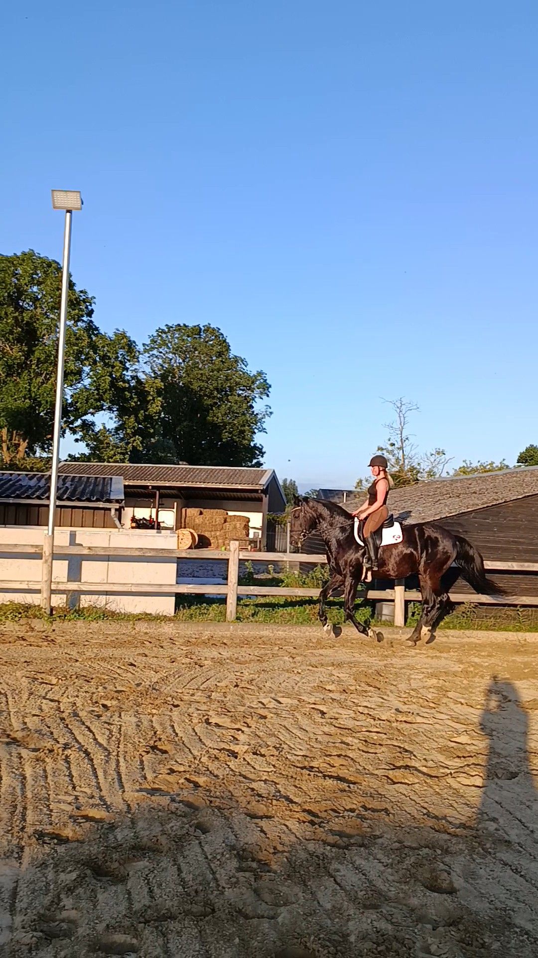 kwpn dressuurpaard ruin 15 years old zwart for sale - Photo 4