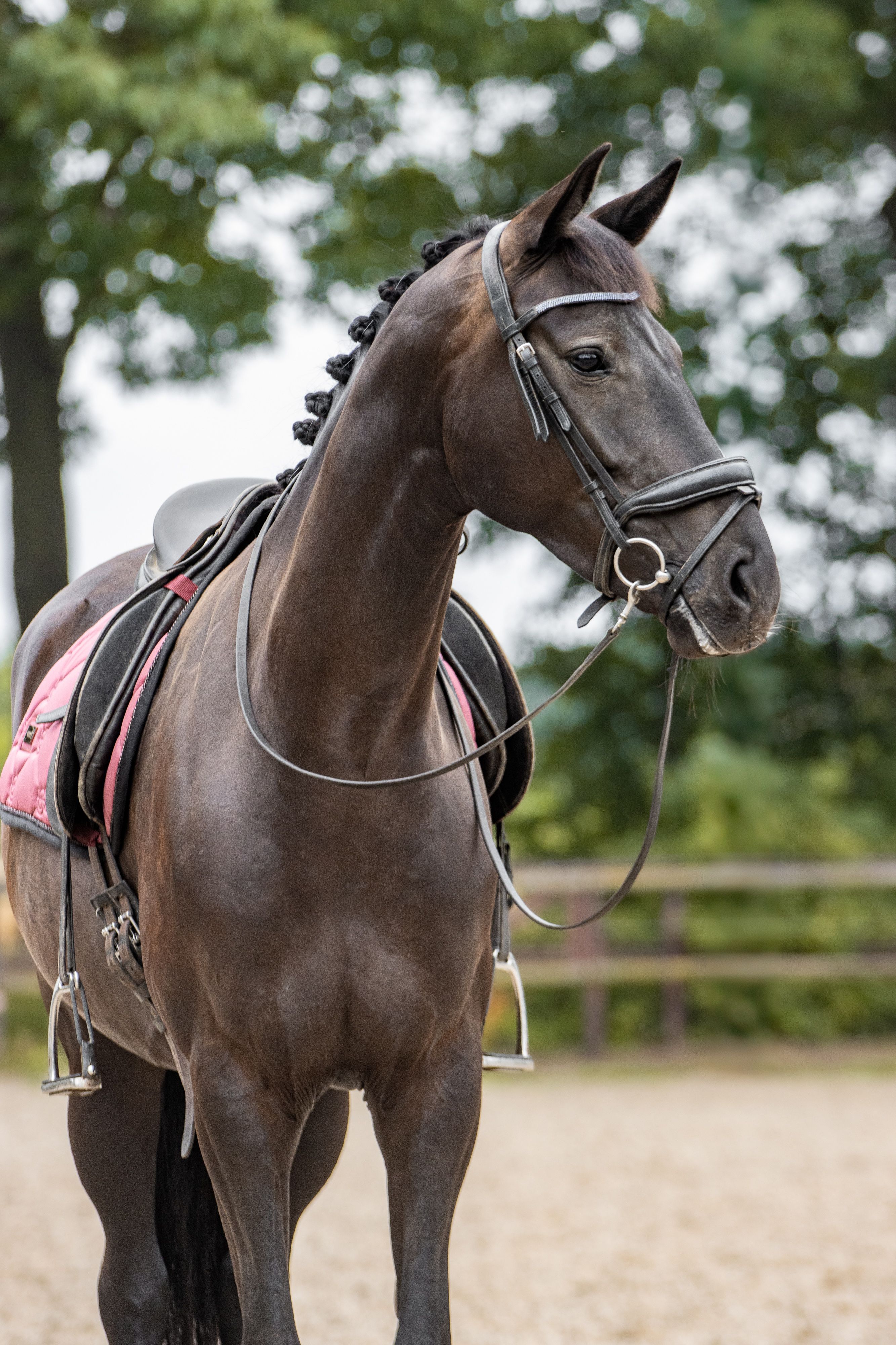 Talented 4-year-old mare | Fontaine TN x Sorento | Well-behaved and honest