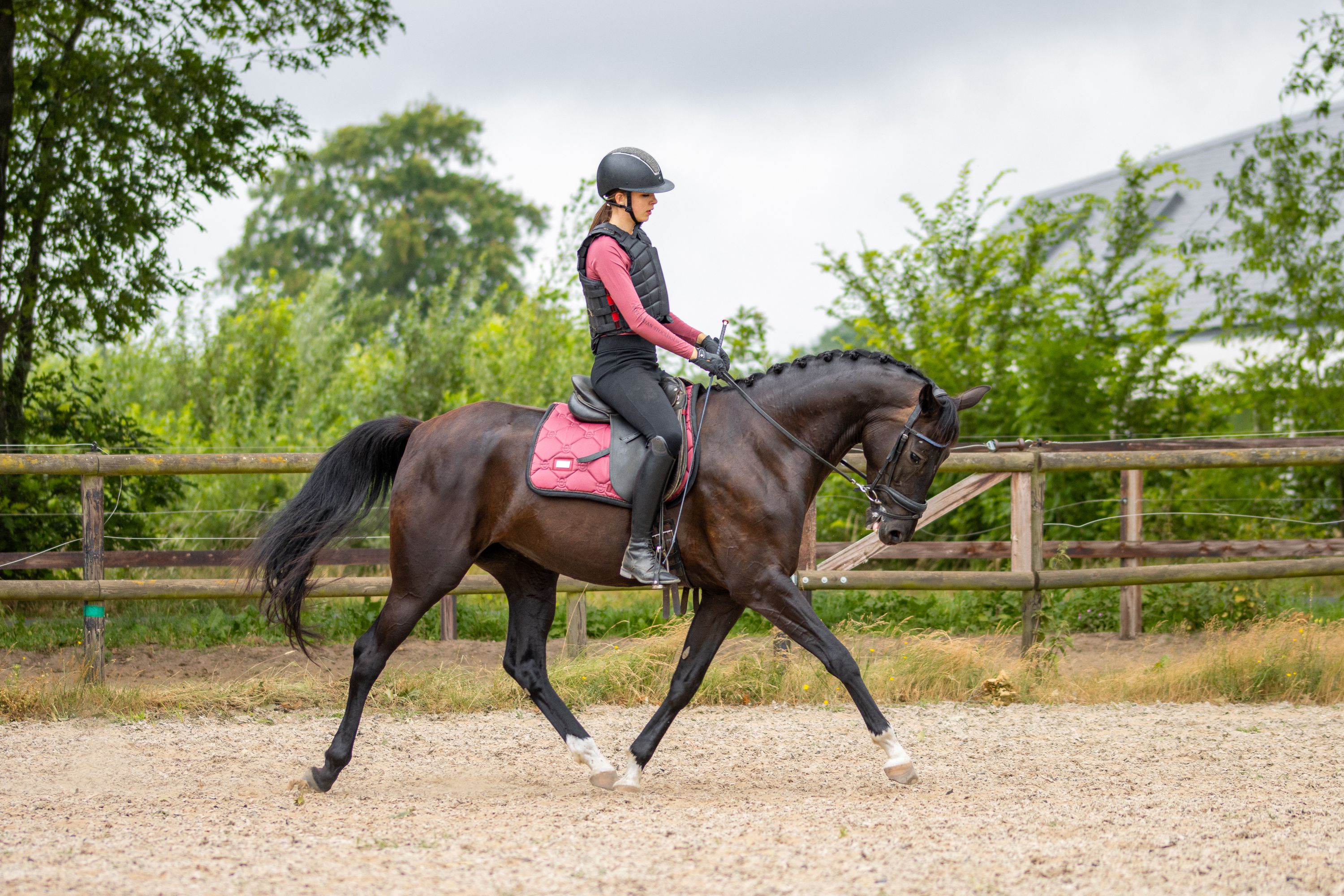 kwpn dressuurpaard merrie 4 years old donkerbruin for sale - Photo 2