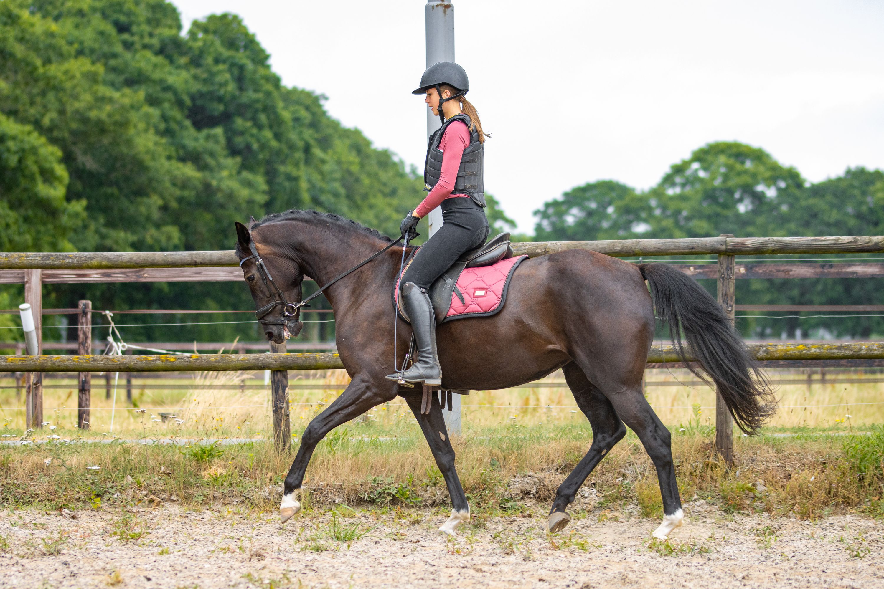 kwpn dressuurpaard merrie 4 years old donkerbruin for sale - Photo 5