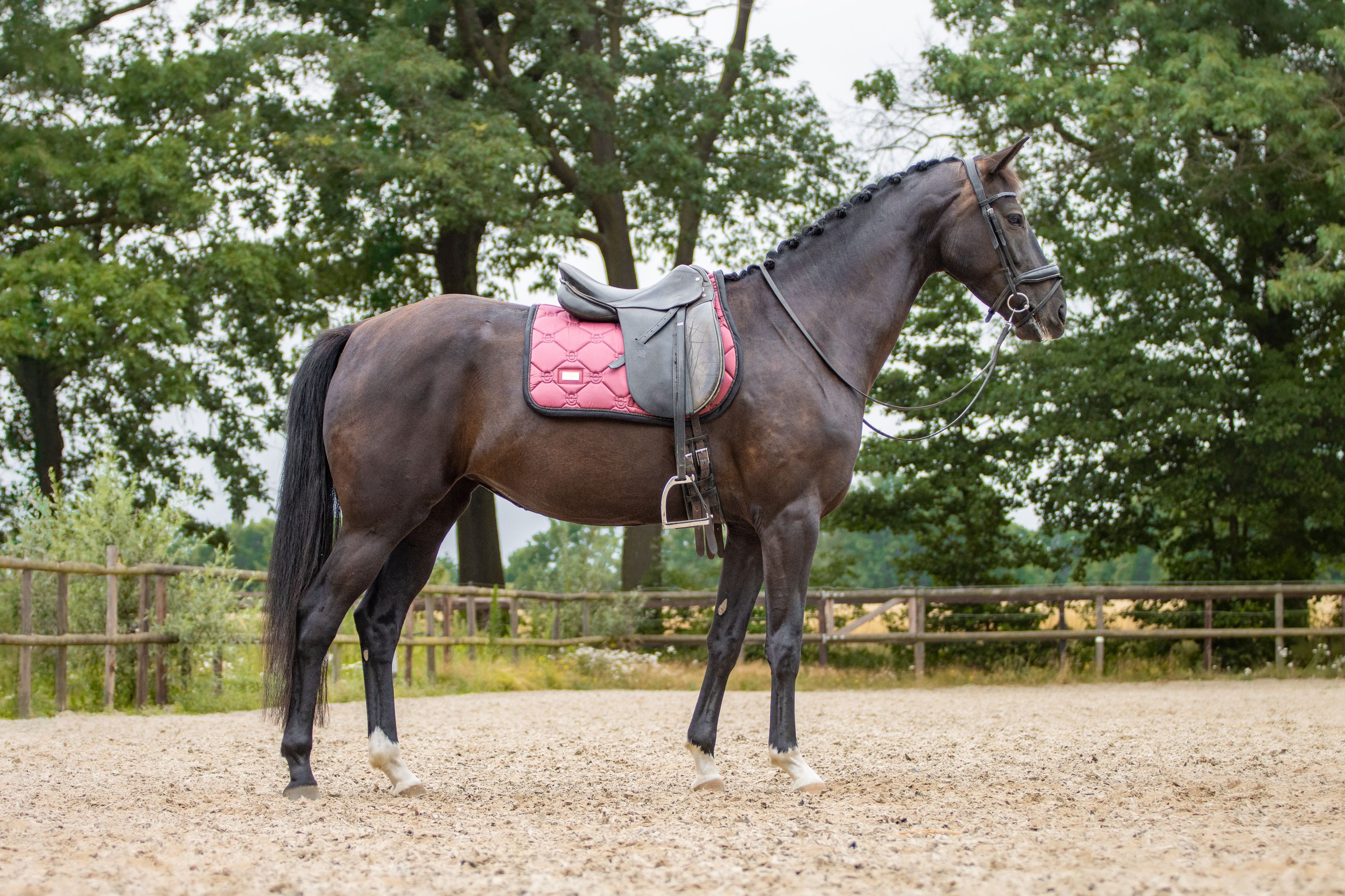 kwpn dressuurpaard merrie 4 years old donkerbruin for sale - Photo 3