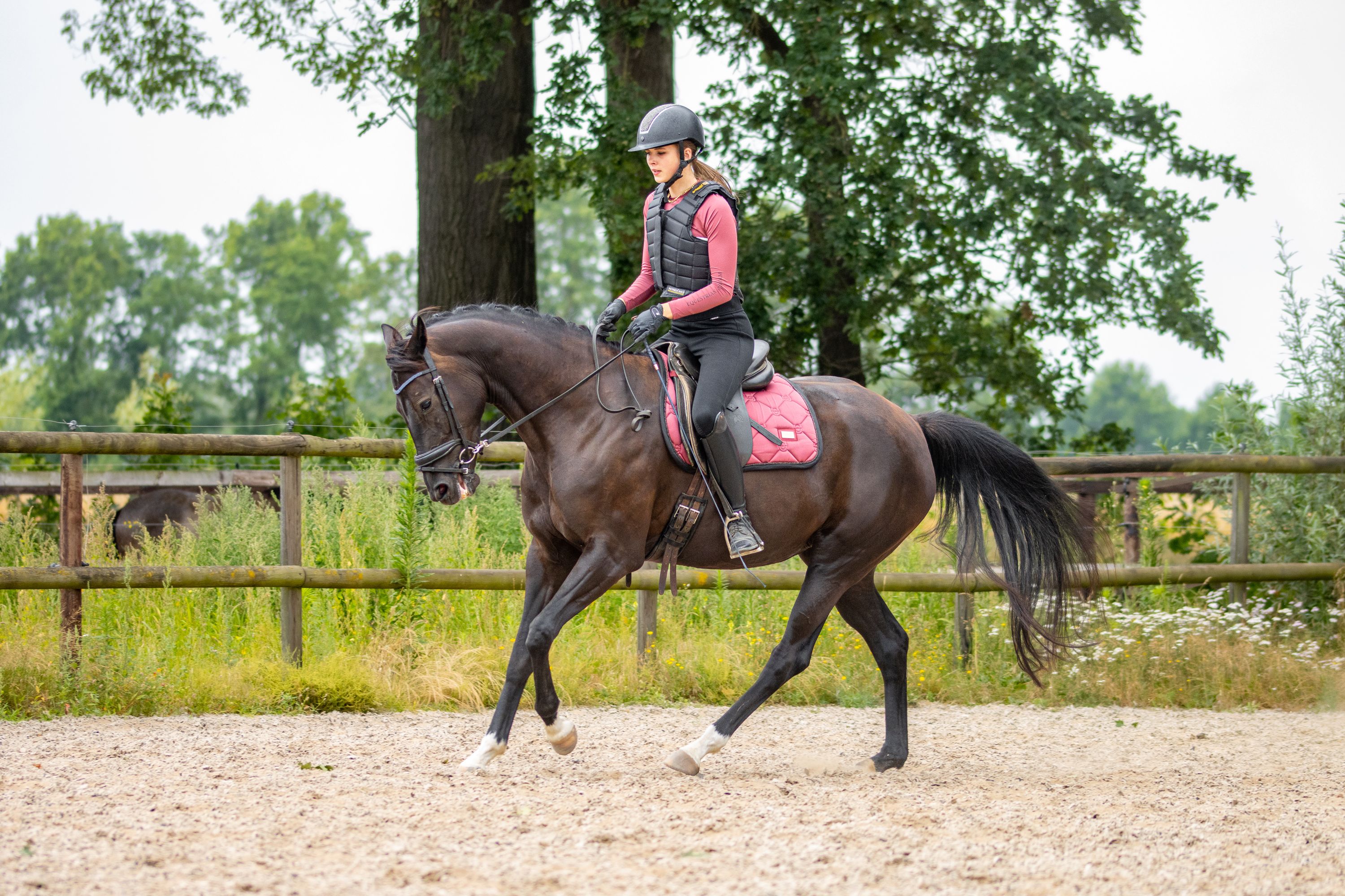 kwpn dressuurpaard merrie 4 years old donkerbruin for sale - Photo 6