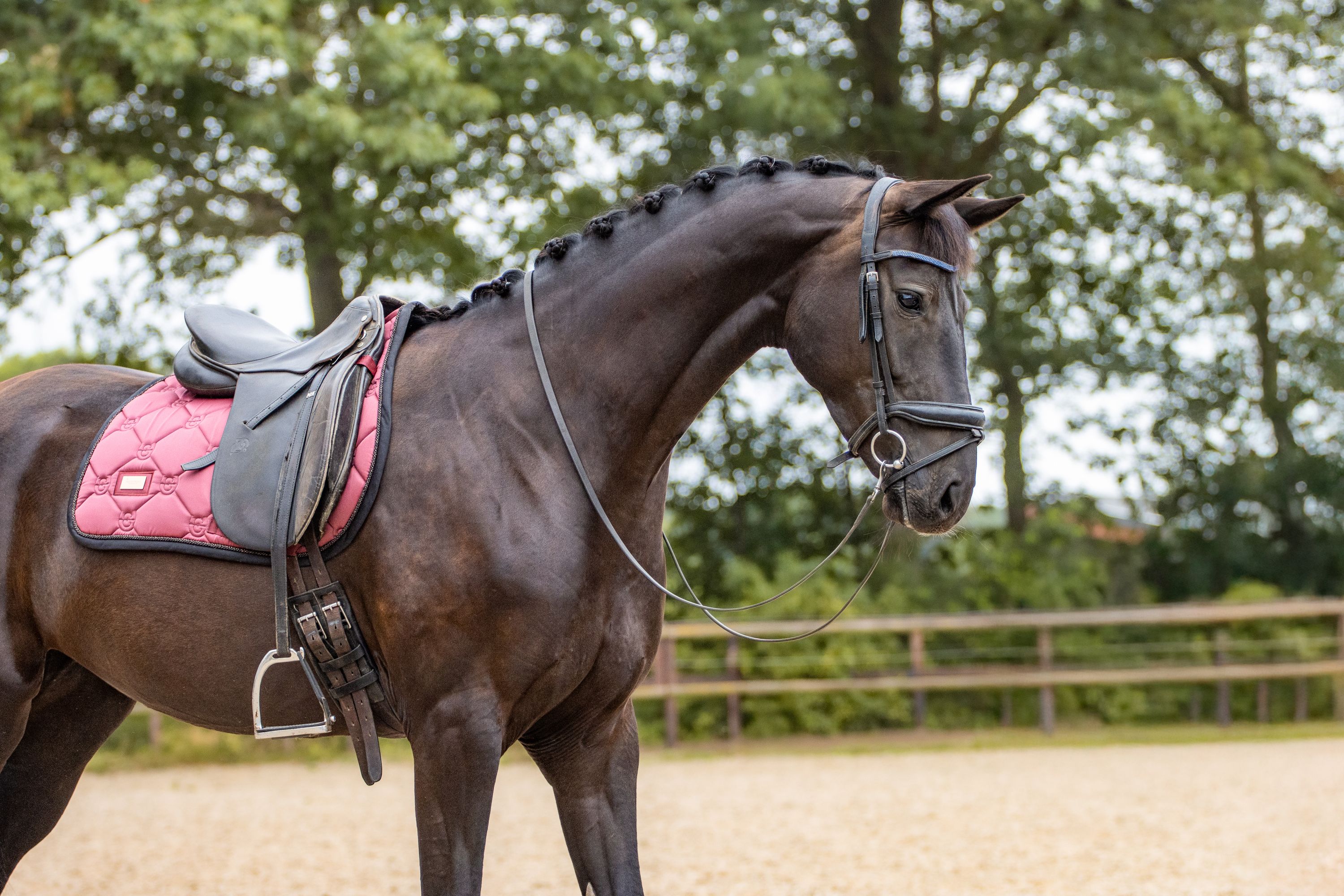 kwpn dressuurpaard merrie 4 years old donkerbruin for sale - Photo 4
