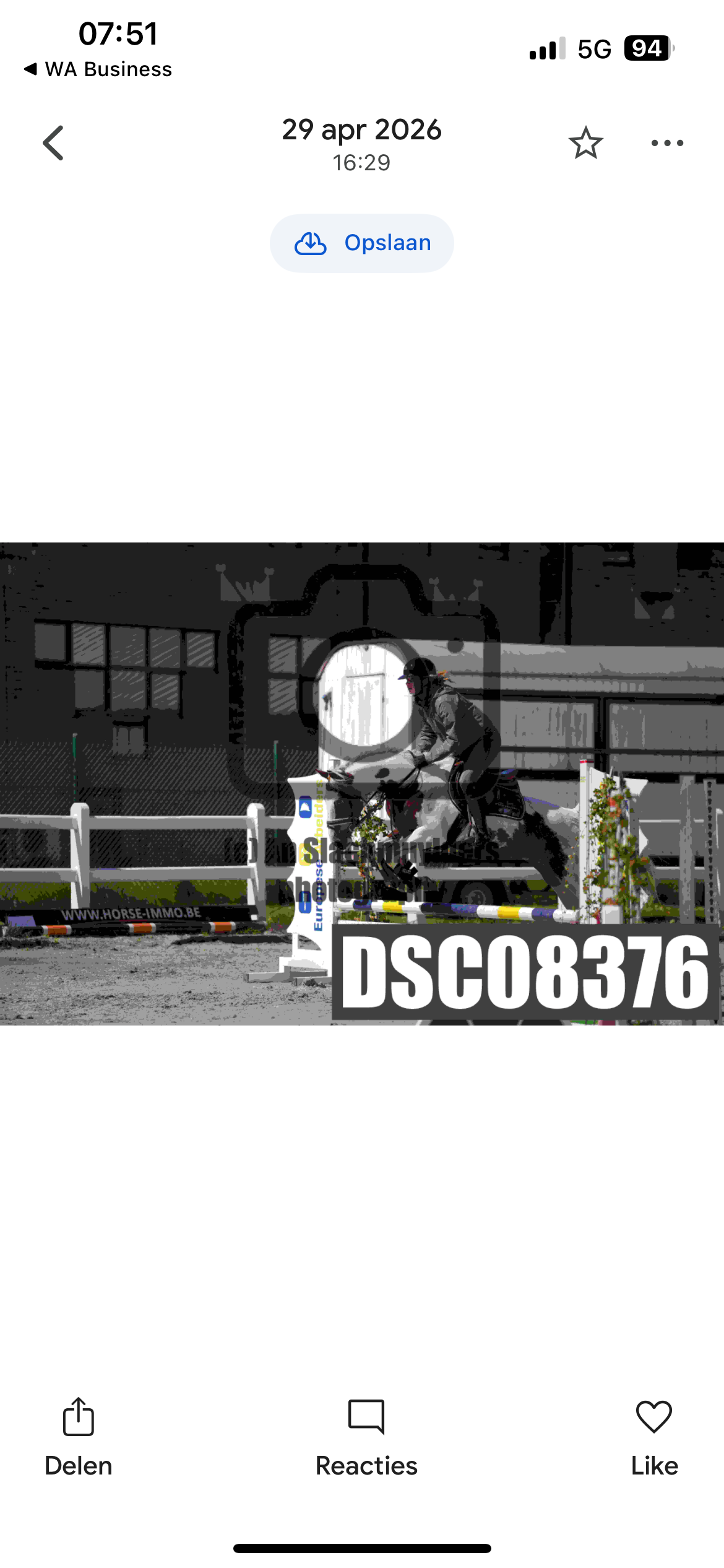 allround-pony ruin 5 years old andere-kleur for sale - Photo 3