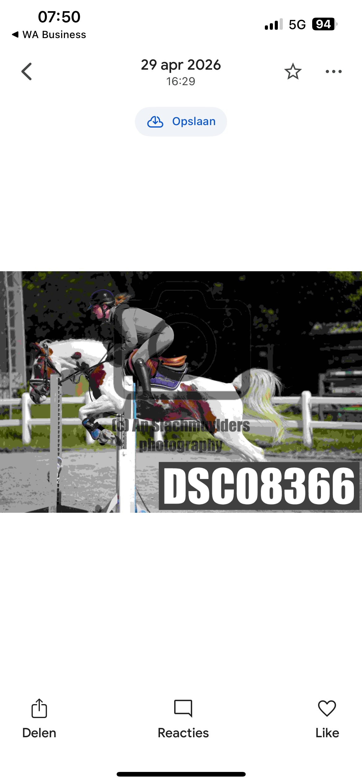 allround-pony ruin 5 years old andere-kleur for sale - Photo 2