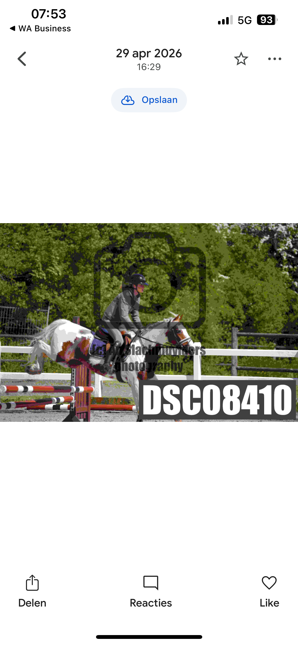 allround-pony ruin 5 years old andere-kleur for sale - Photo 4
