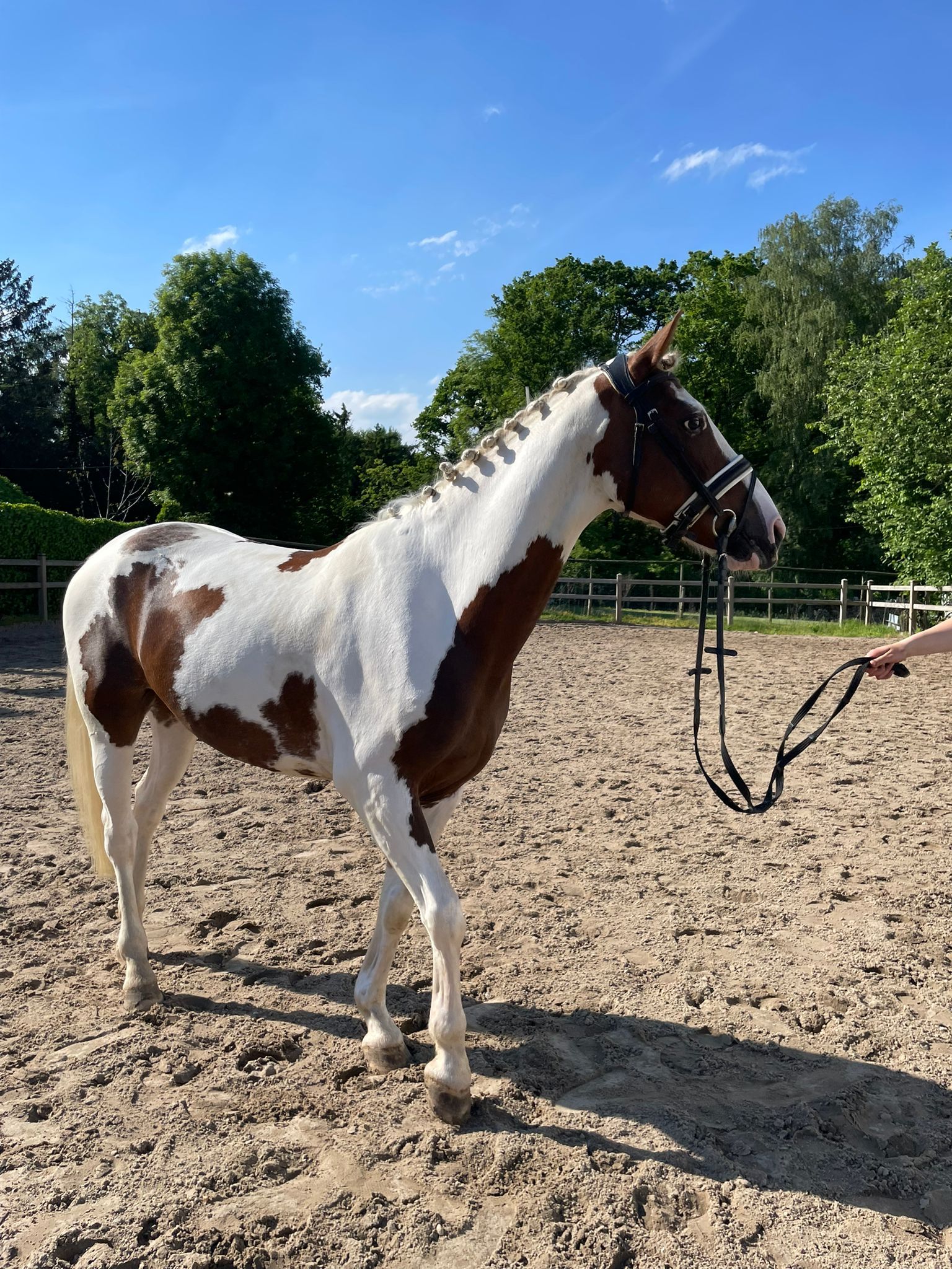 allround-pony ruin 5 years old andere-kleur for sale - Photo 5