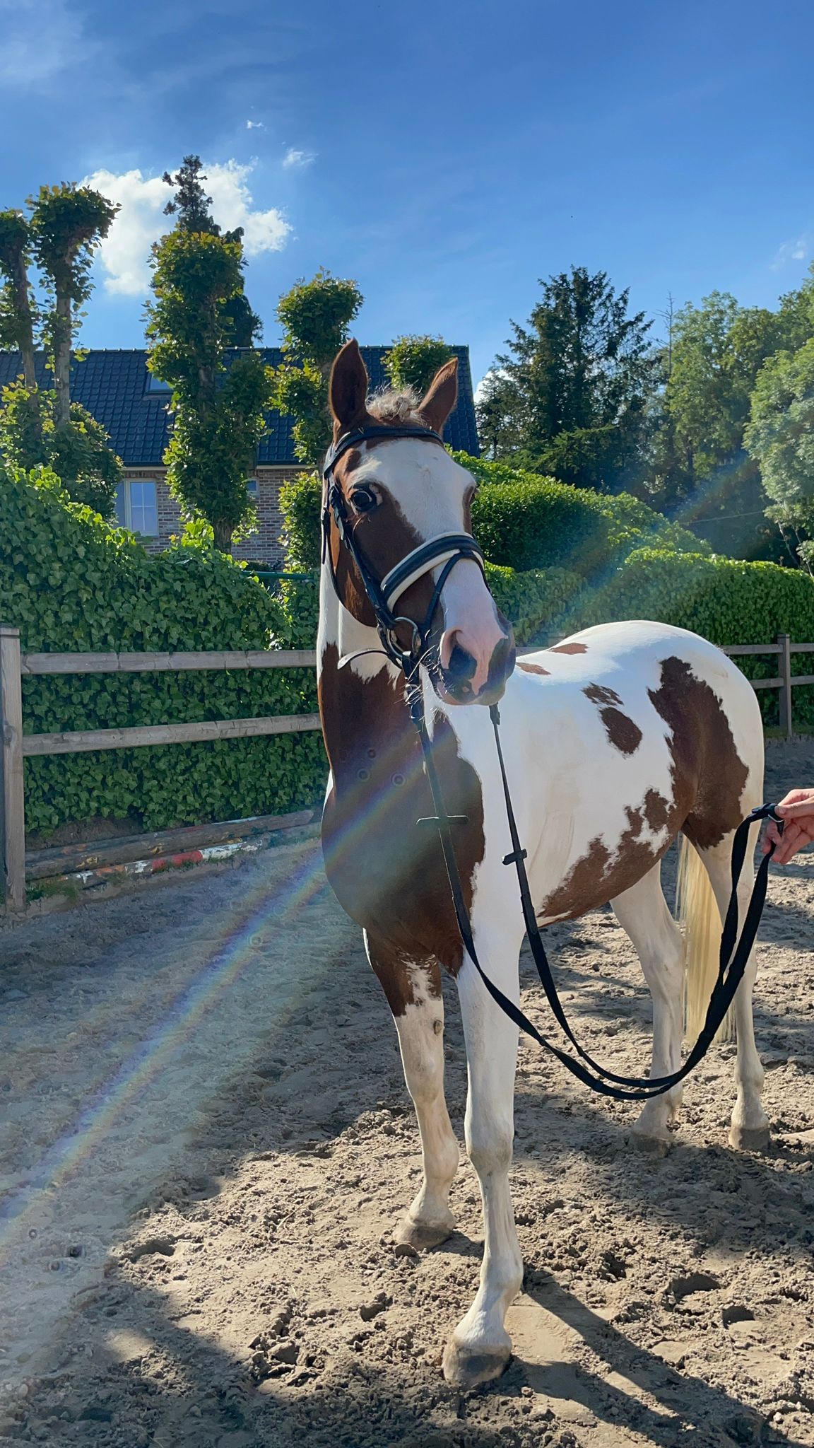 🌟 Super well-behaved D-pony – ideal for beginners and competitors 🌟