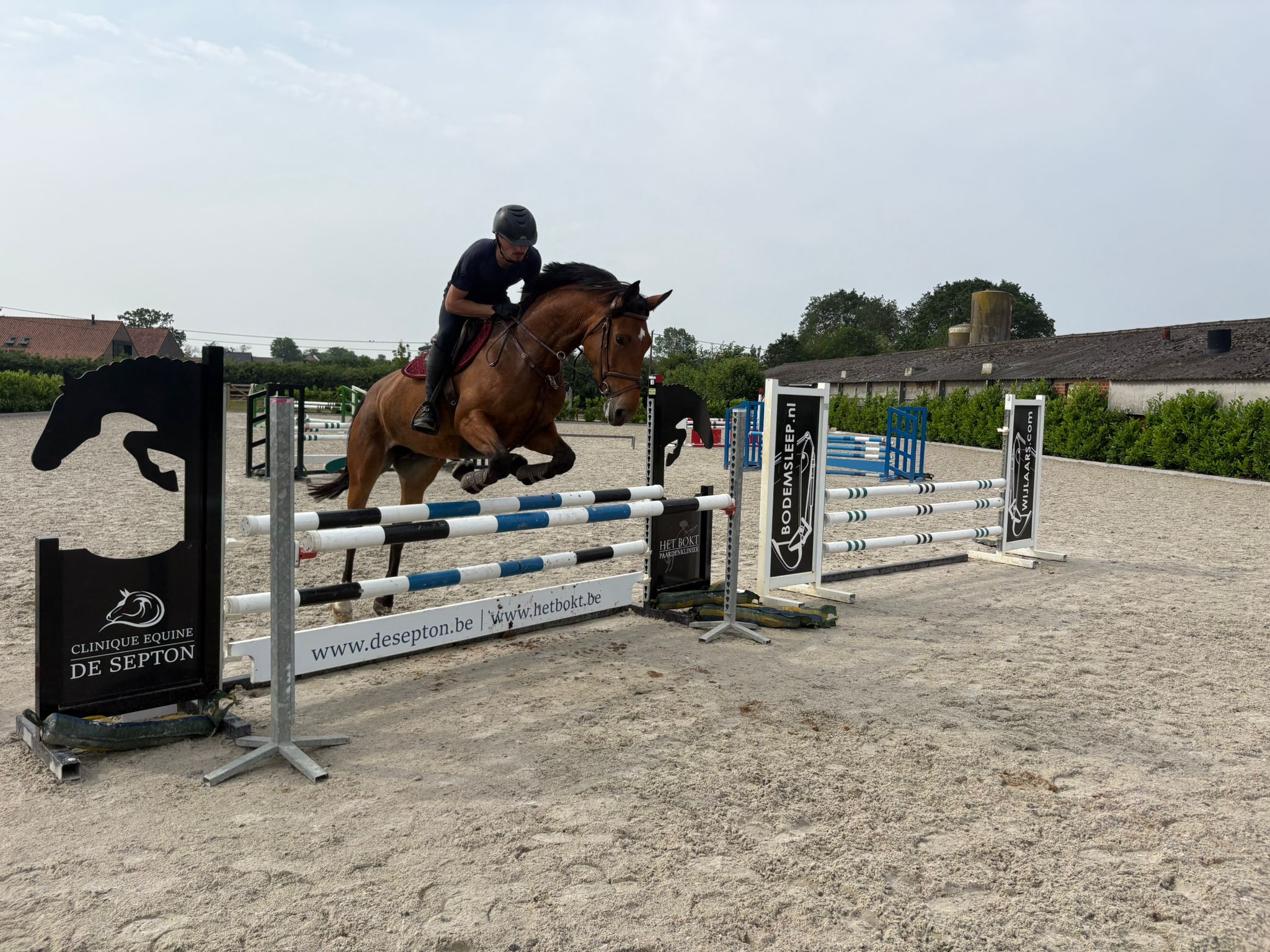 anglo-europees springpaard merrie 5 years old bruin for sale - Main photo