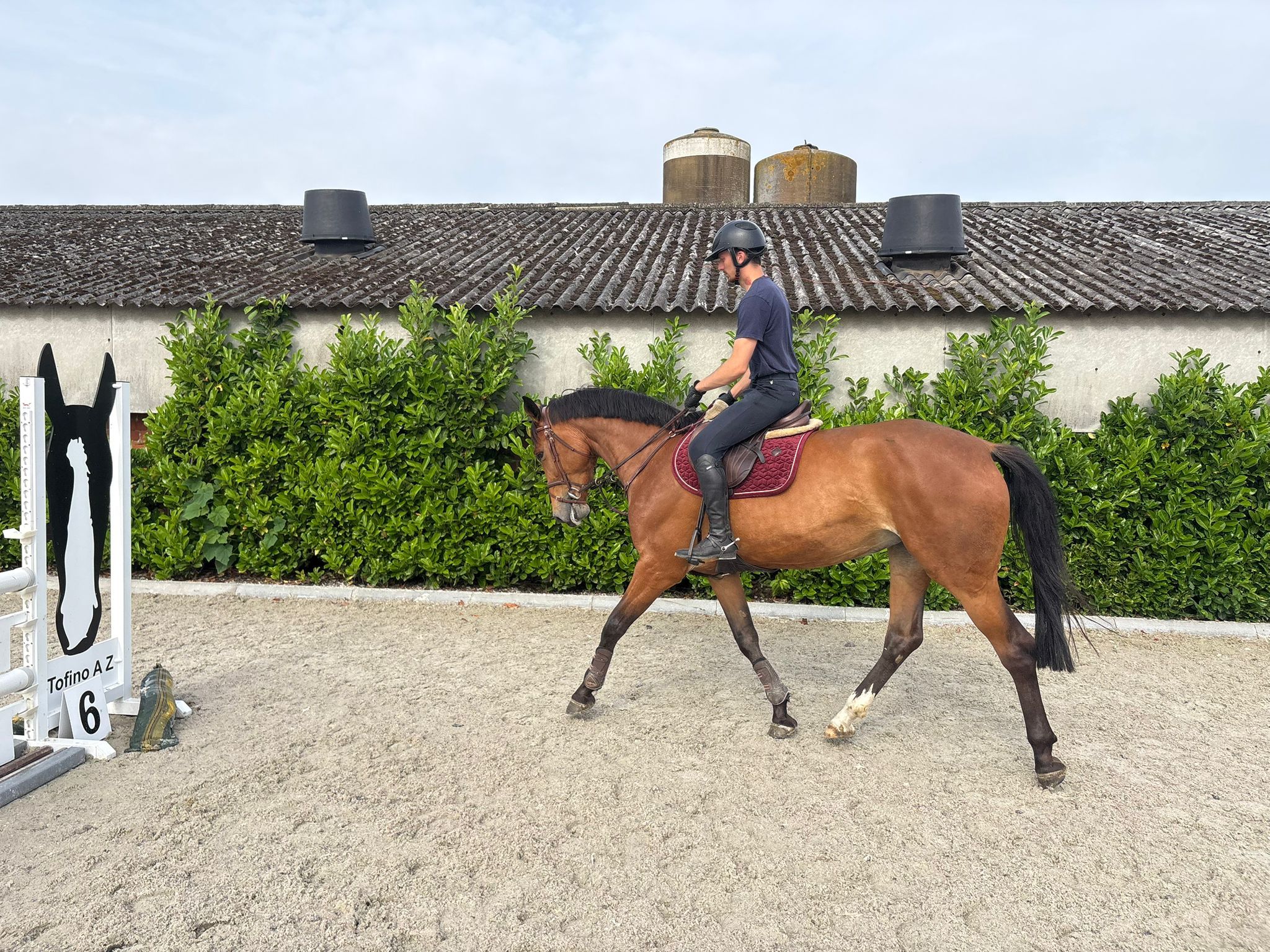 anglo-europees springpaard merrie 5 years old bruin for sale - Photo 2