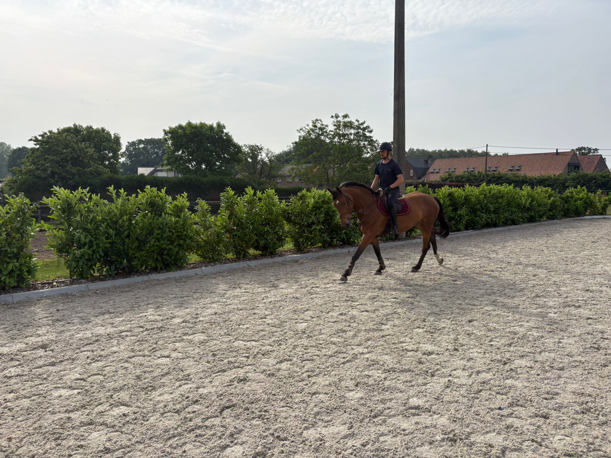anglo-europees springpaard merrie 5 years old bruin for sale - Photo 3