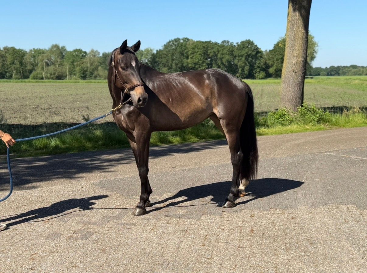 hanovarian dressuurpaard merrie 7 Jahre alt zwart zu verkaufen - Foto 2