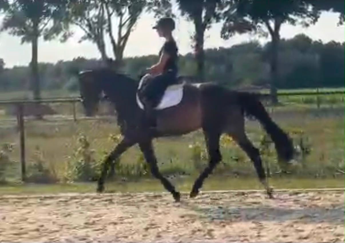 hanovarian dressuurpaard merrie 7 Jahre alt zwart zu verkaufen - Foto 4