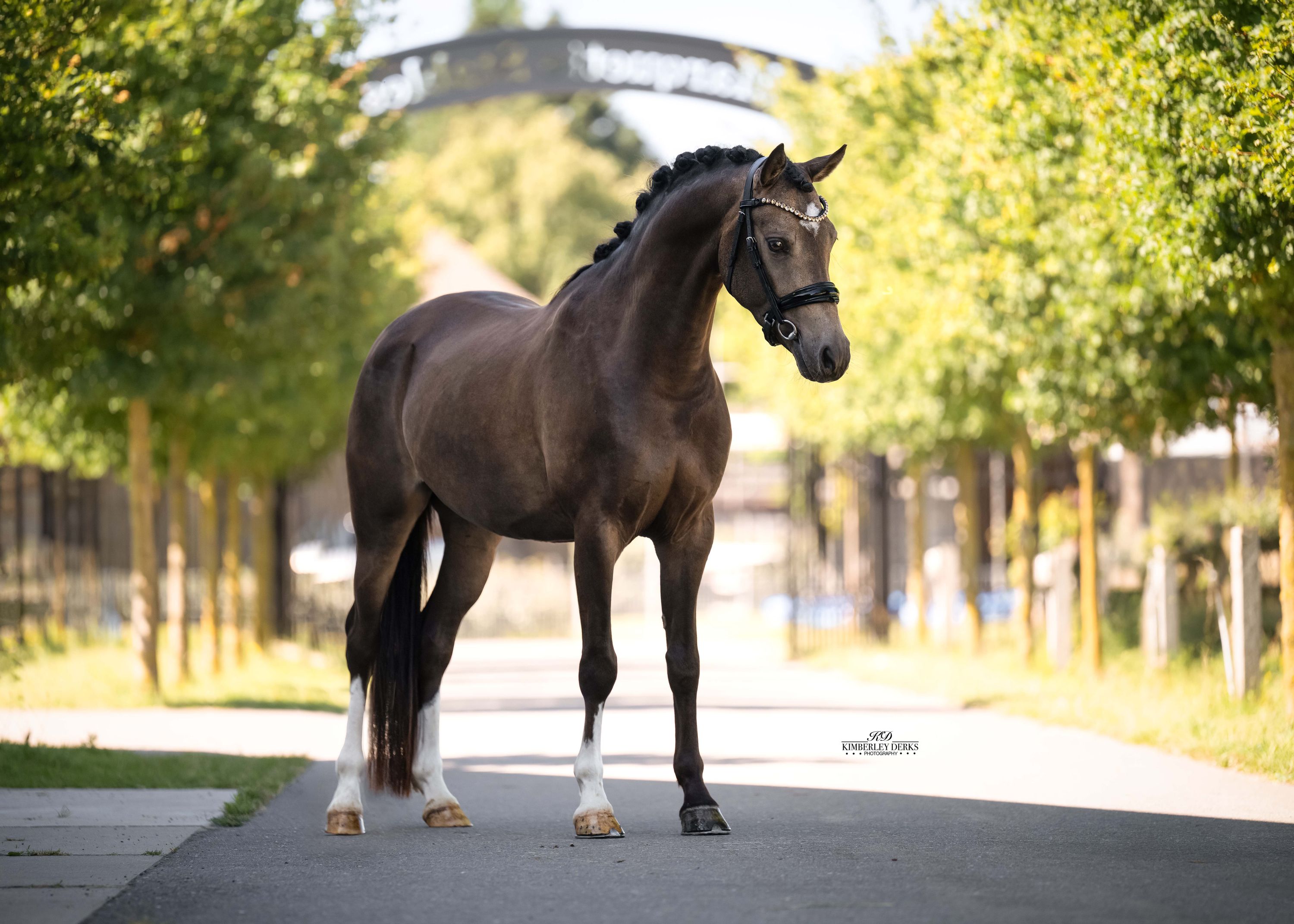 welsh dressuurpony ruin 3 jaar andere-kleur te koop - Foto 3