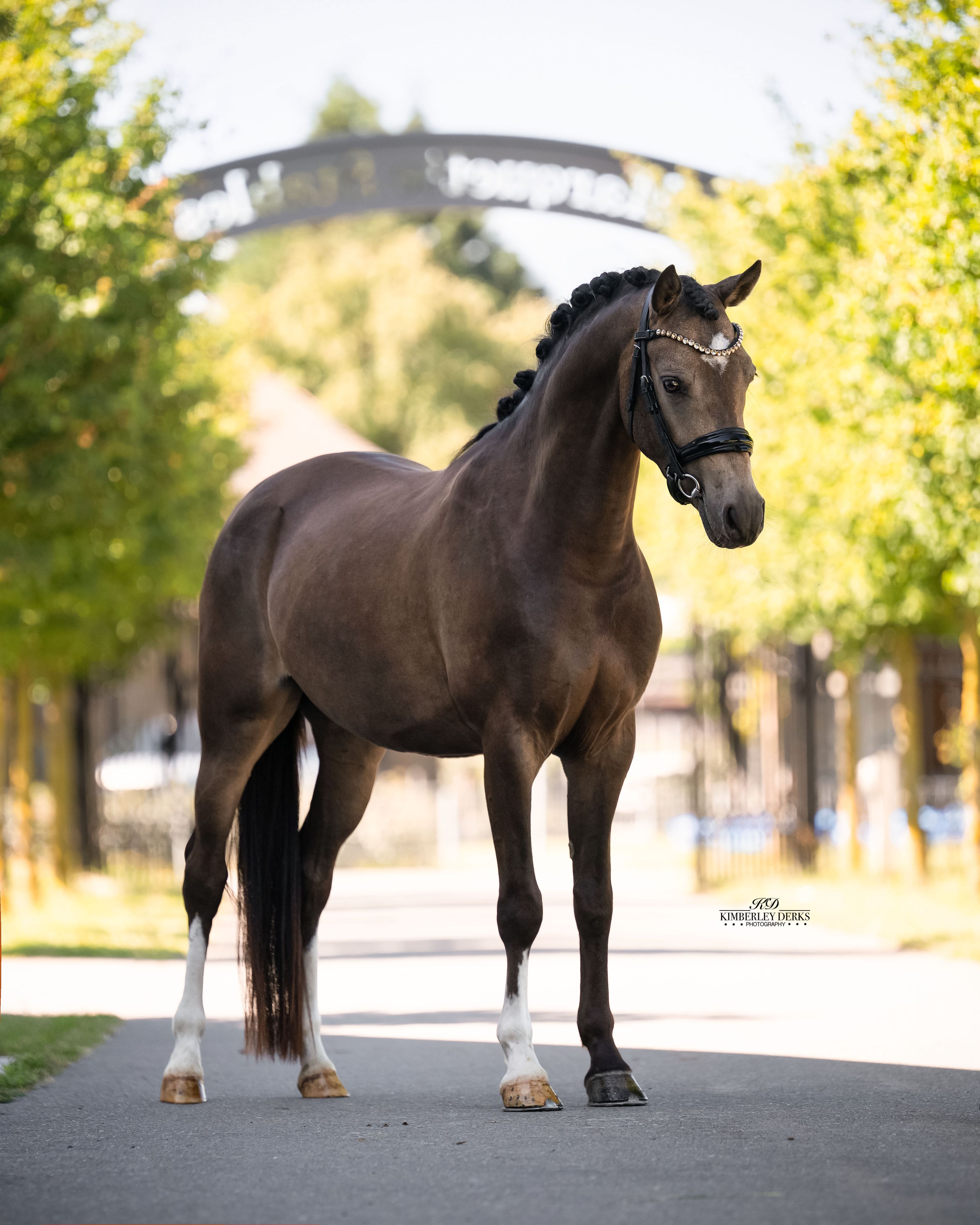 welsh dressuurpony ruin 3 jaar andere-kleur te koop - Foto 5