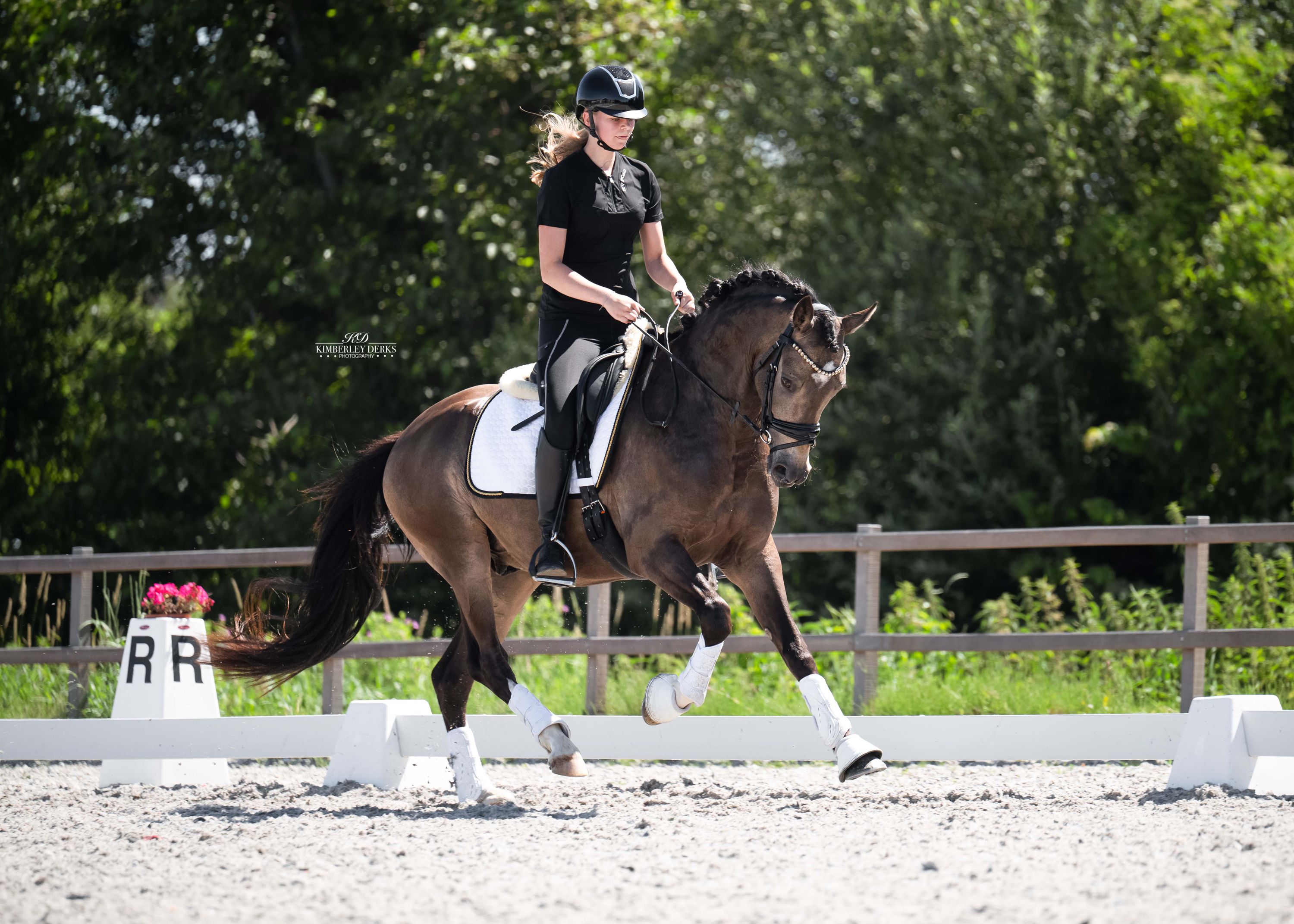 welsh dressuurpony ruin 3 jaar andere-kleur te koop - Foto 6