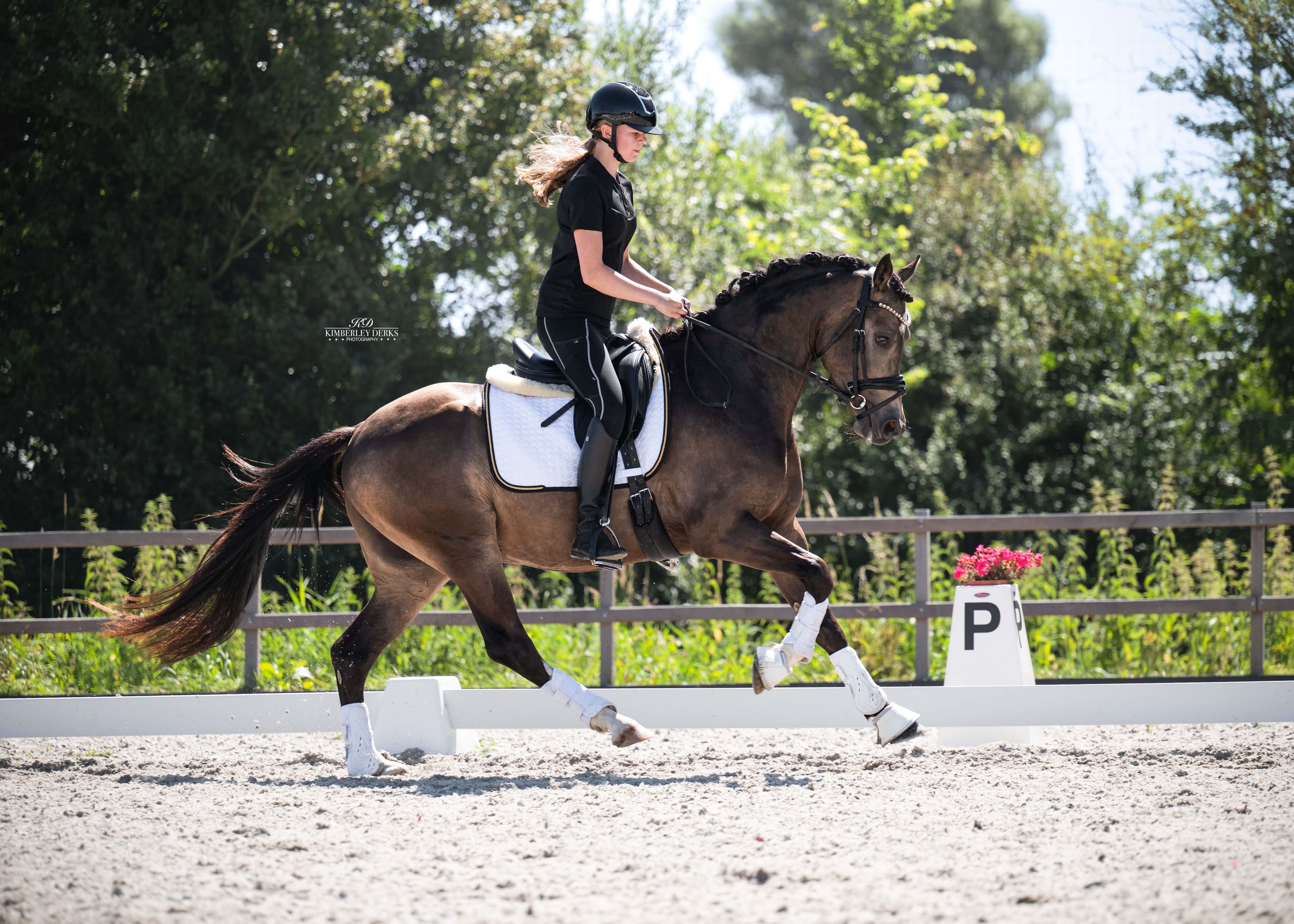 welsh dressuurpony ruin 3 jaar andere-kleur te koop - Foto 2