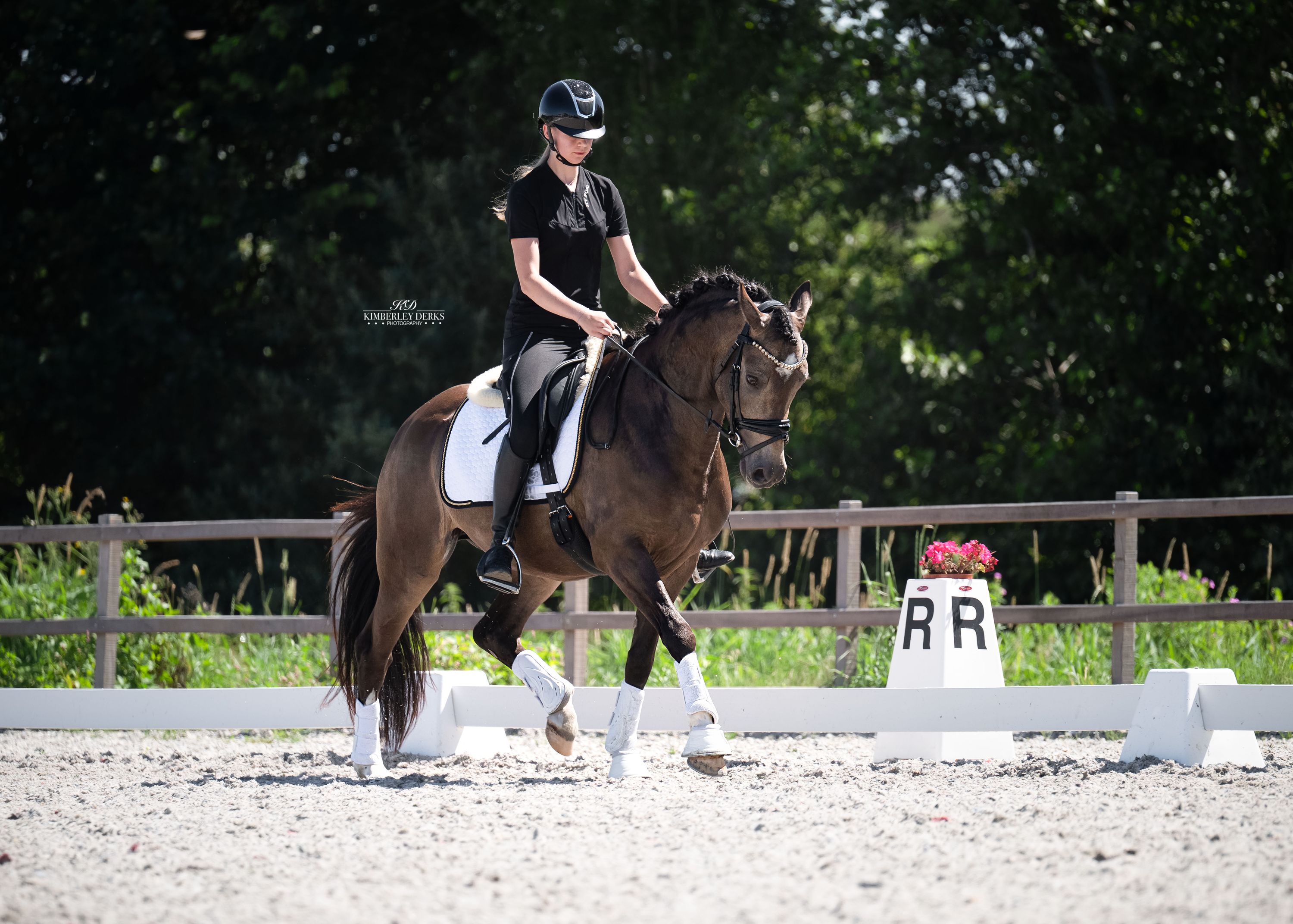 welsh dressuurpony ruin 3 jaar andere-kleur te koop - Foto 4