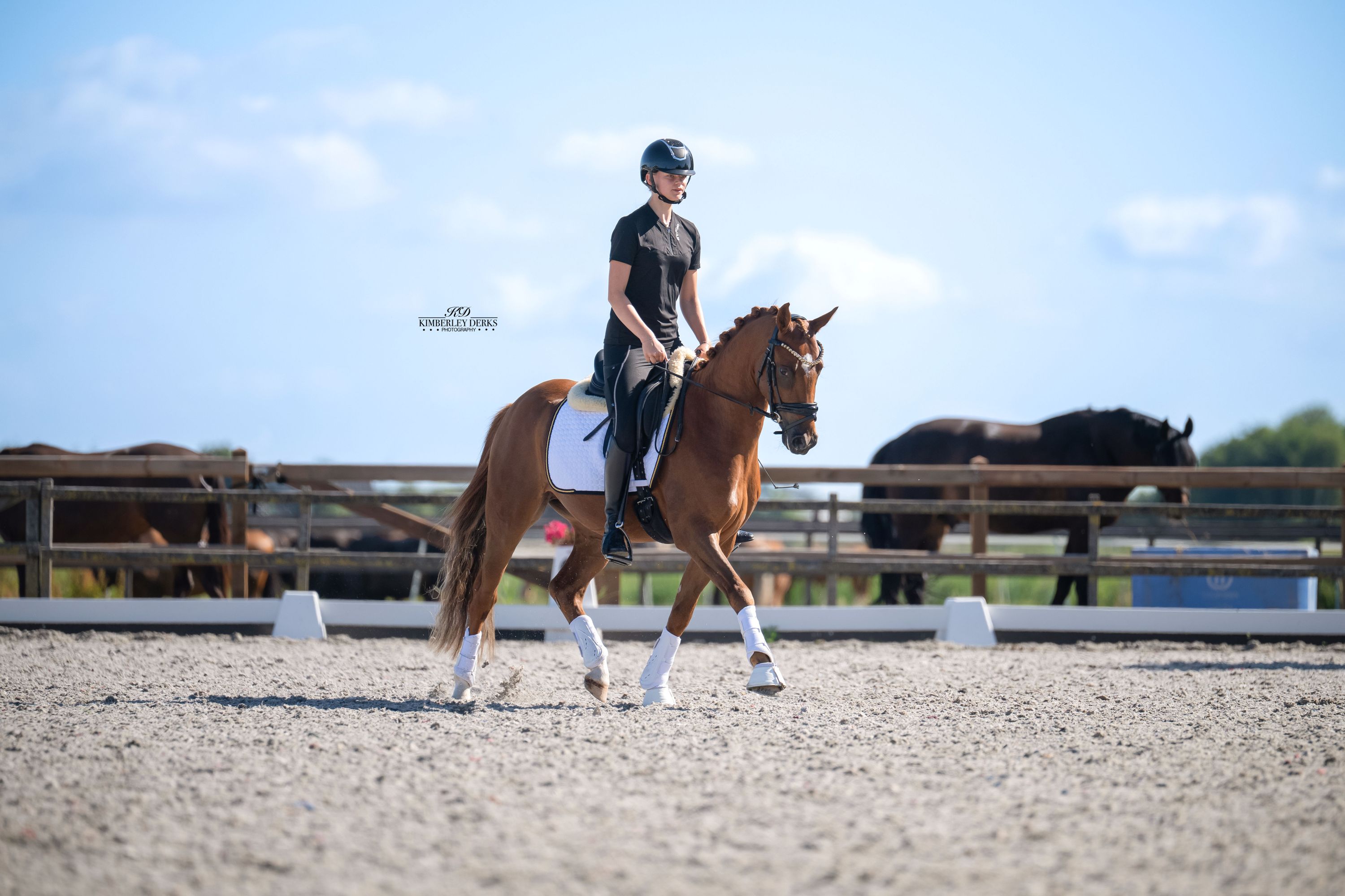 duitse-rijpony allround-pony ruin 3 years old vos for sale - Photo 2