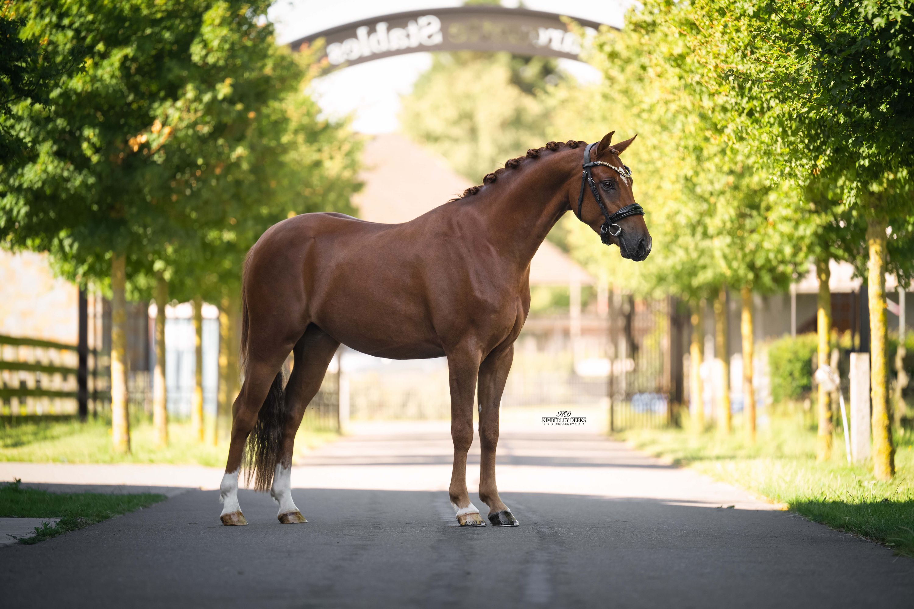 duitse-rijpony allround-pony ruin 3 years old vos for sale - Photo 3