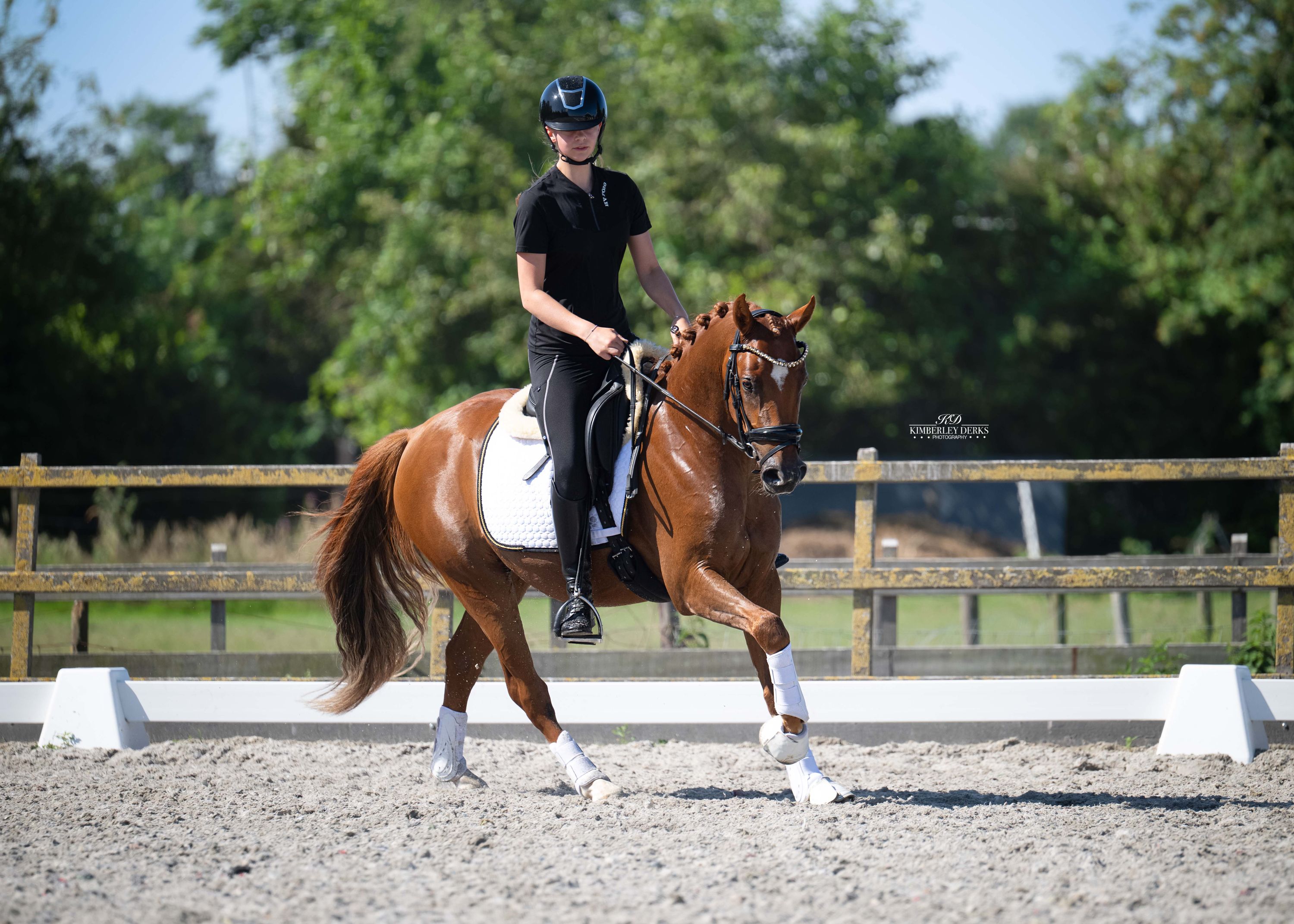 duitse-rijpony allround-pony ruin 3 years old vos for sale - Photo 6