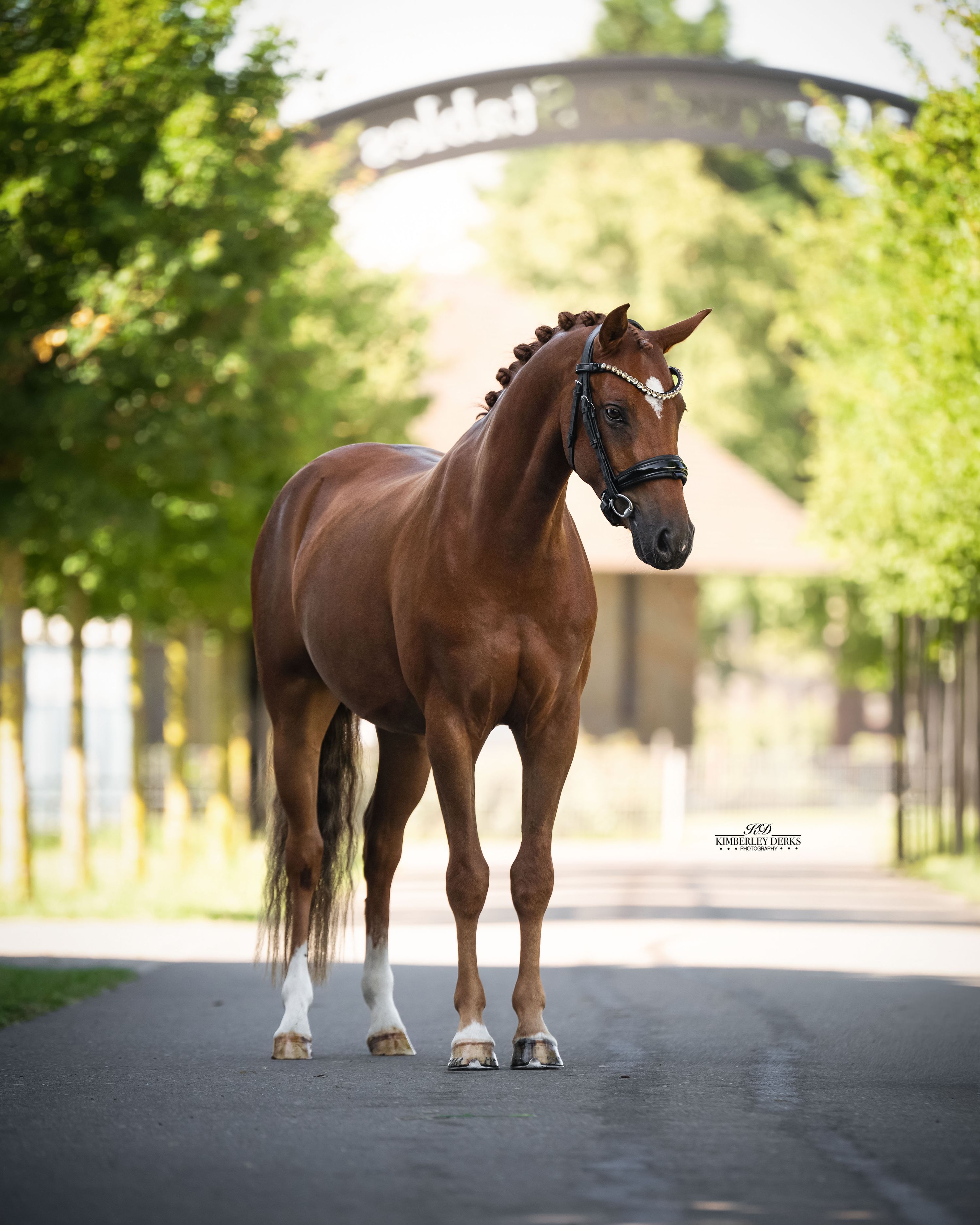 duitse-rijpony allround-pony ruin 3 years old vos for sale - Photo 5