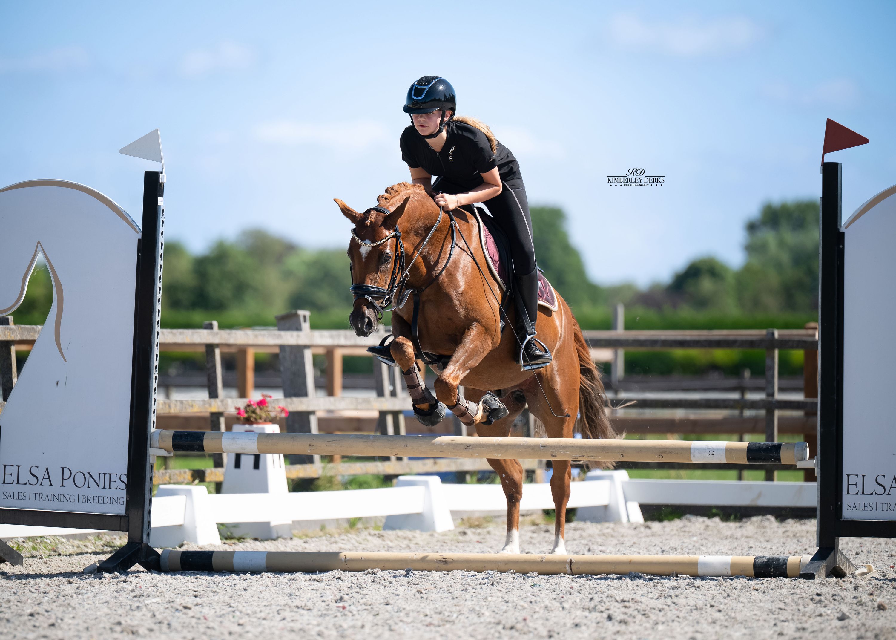 duitse-rijpony allround-pony ruin 3 years old vos for sale - Photo 4