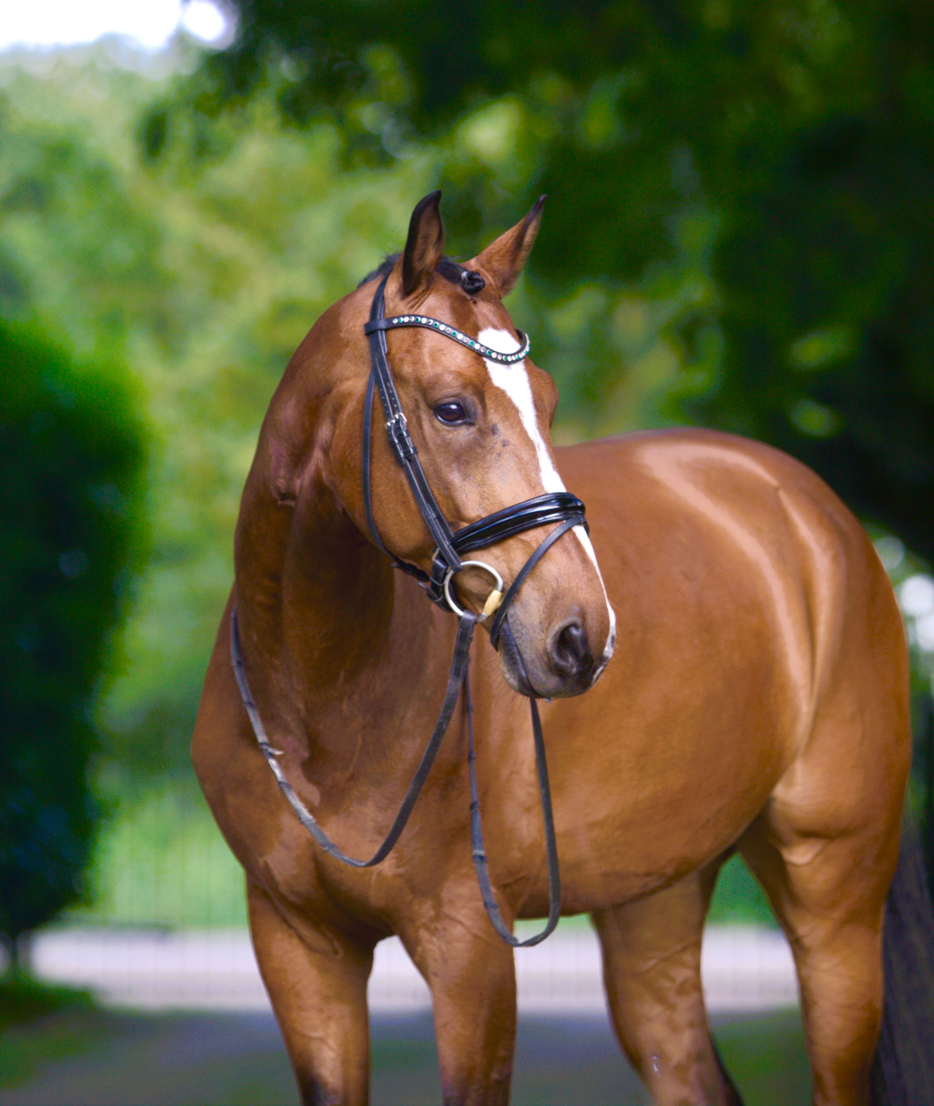 kwpn dressuurpaard ruin 10 years old bruin for sale - Main photo