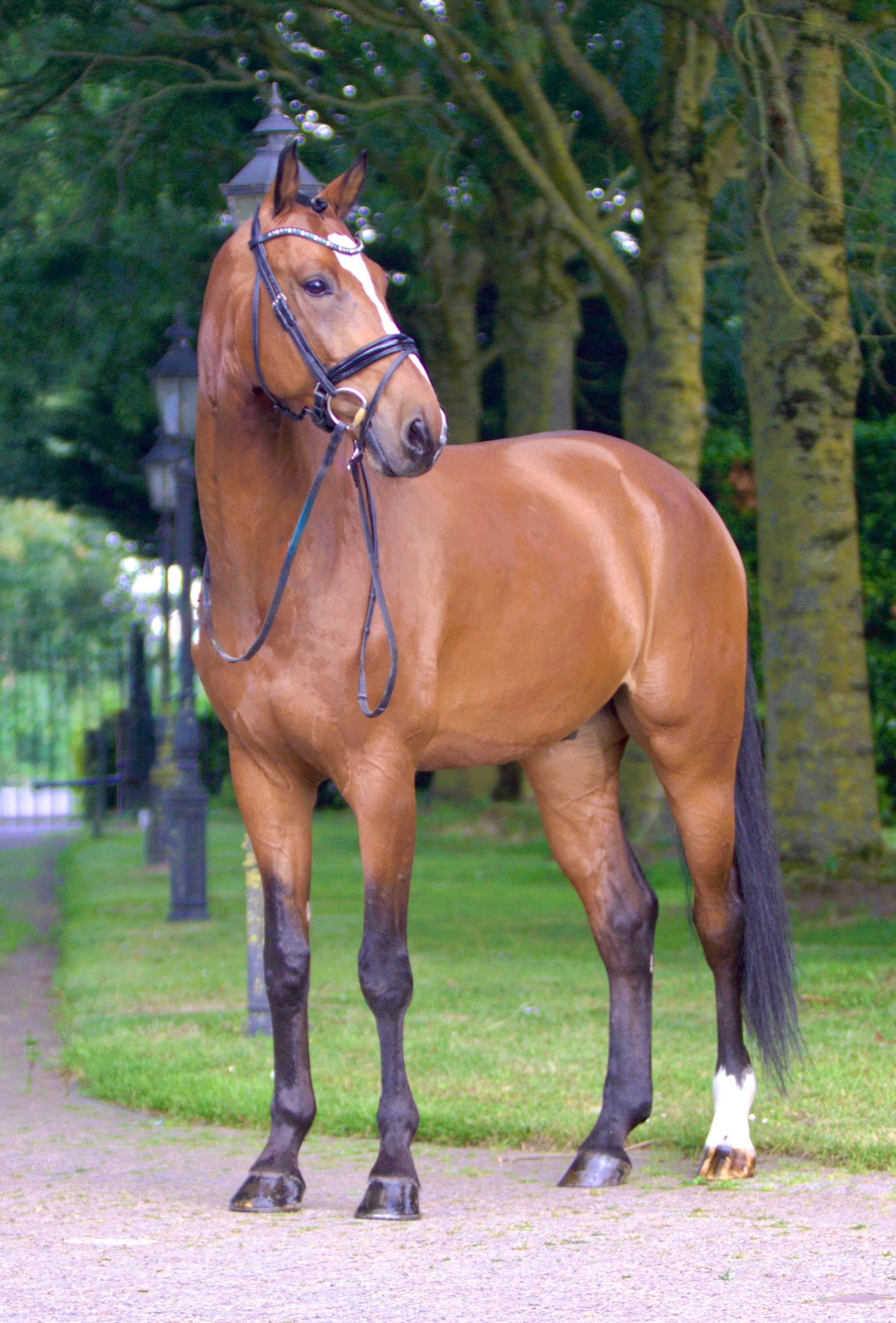 kwpn dressuurpaard ruin 10 years old bruin for sale - Photo 3