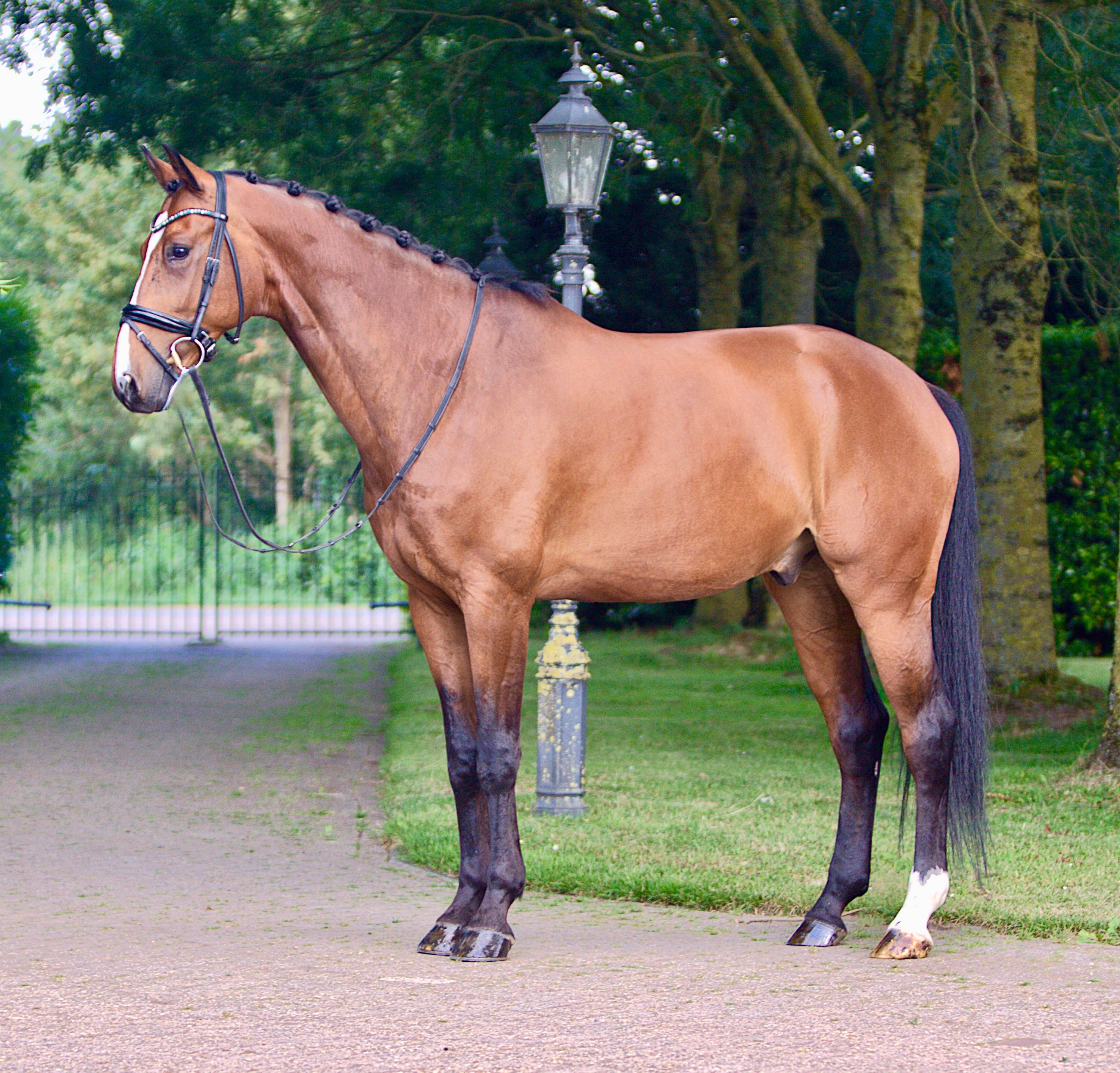 kwpn dressuurpaard ruin 10 years old bruin for sale - Photo 2