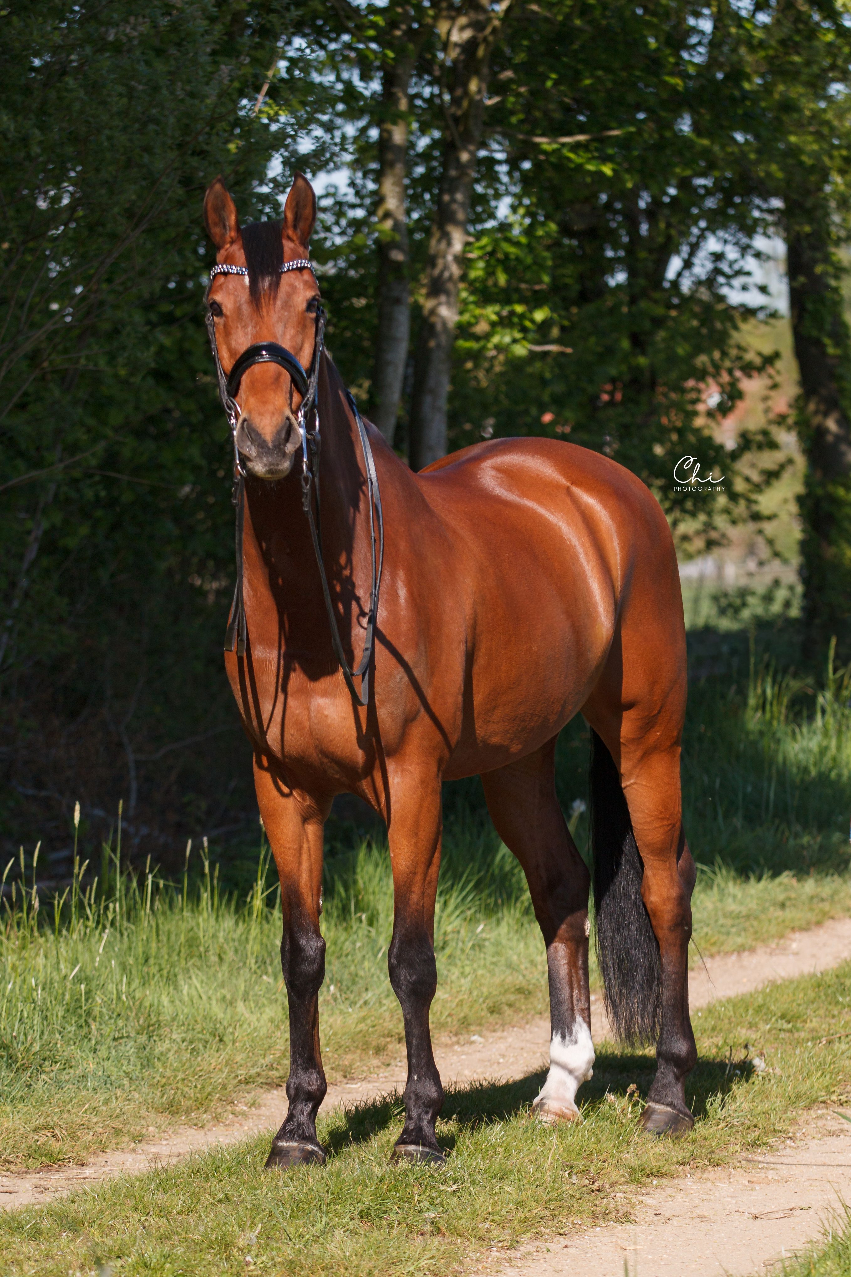 kwpn dressuurpaard ruin 10 years old bruin for sale - Photo 3
