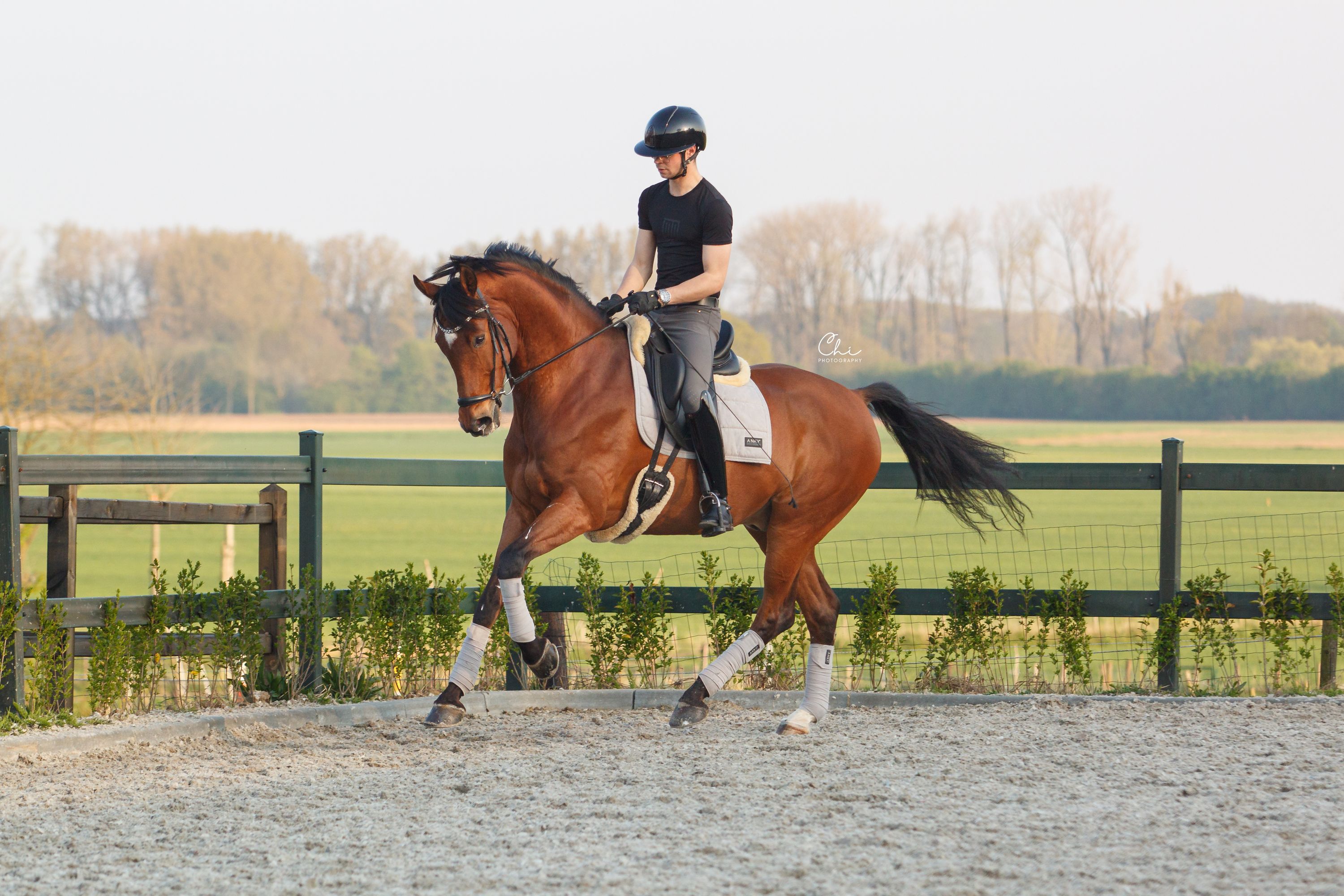 kwpn dressuurpaard ruin 10 years old bruin for sale - Photo 6