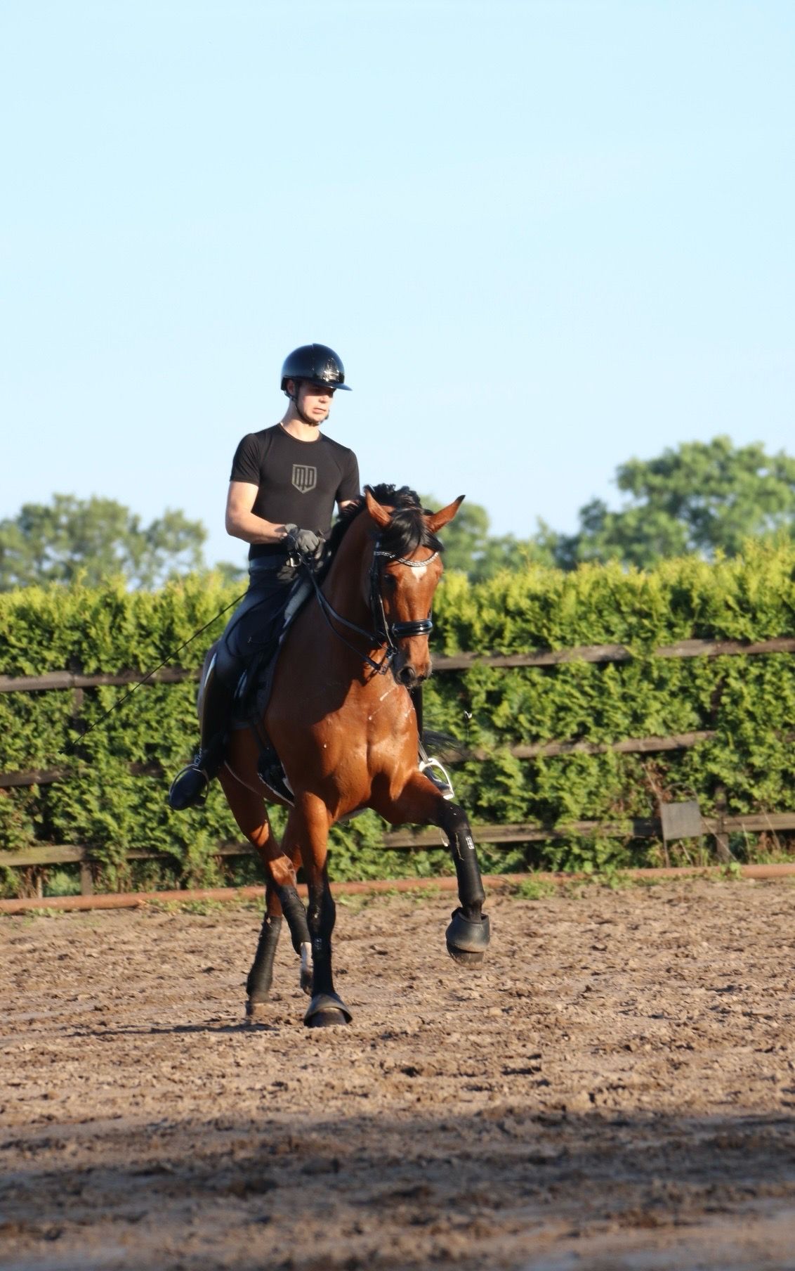 kwpn dressuurpaard ruin 10 years old bruin for sale - Photo 2
