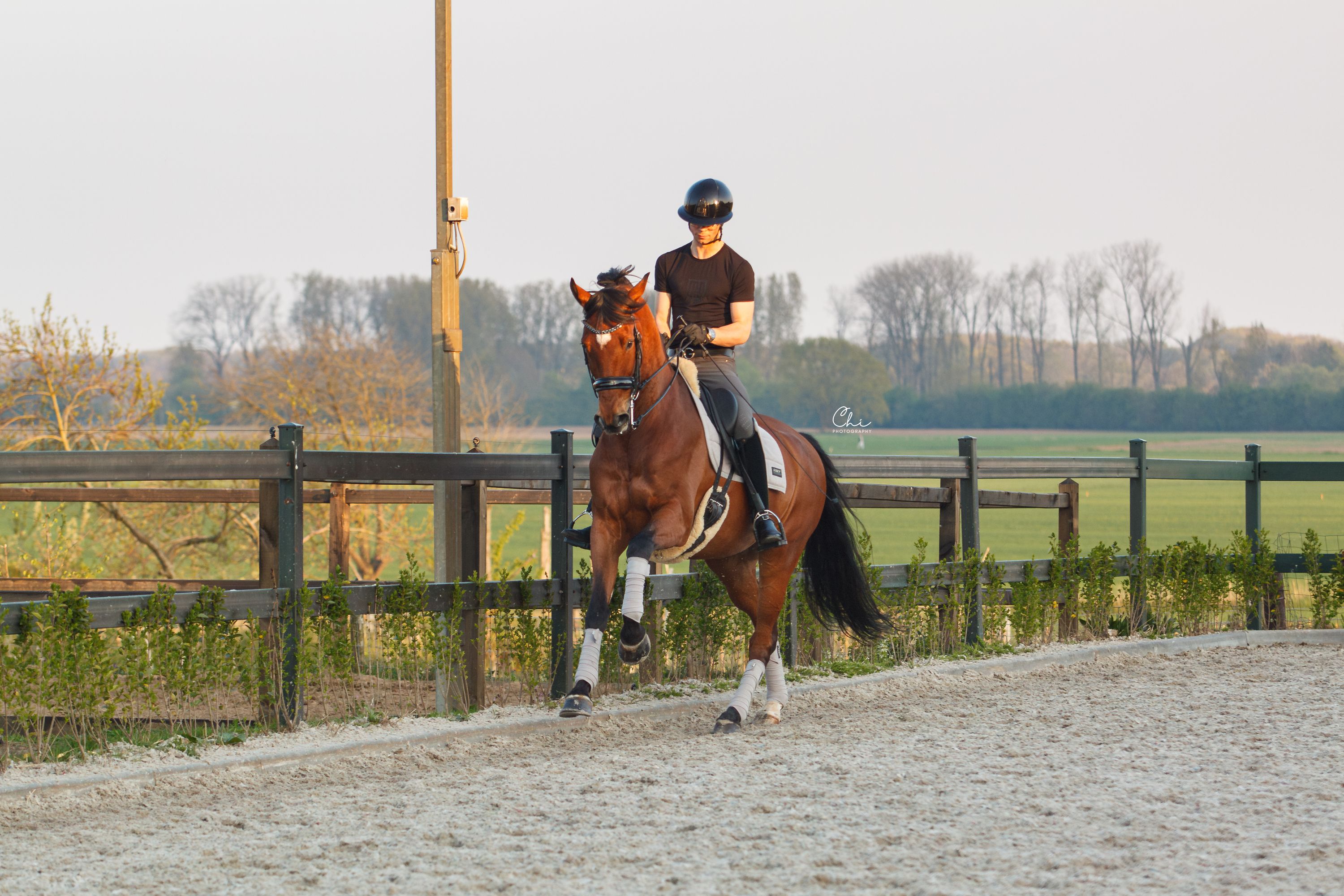 kwpn dressuurpaard ruin 10 years old bruin for sale - Photo 4