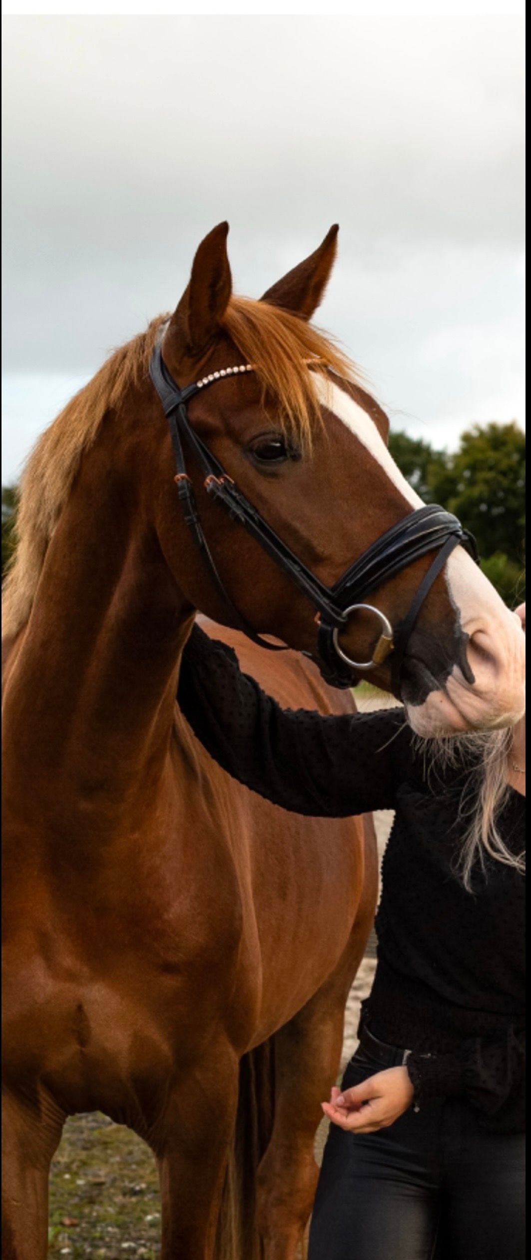 kwpn dressuurpaard ruin 5 years old vos for sale - Main photo