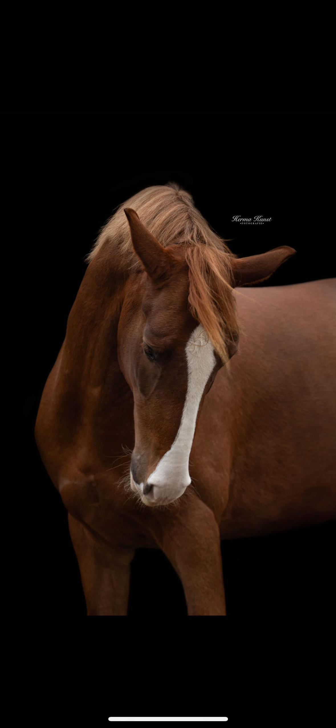 kwpn dressuurpaard ruin 5 years old vos for sale - Photo 3