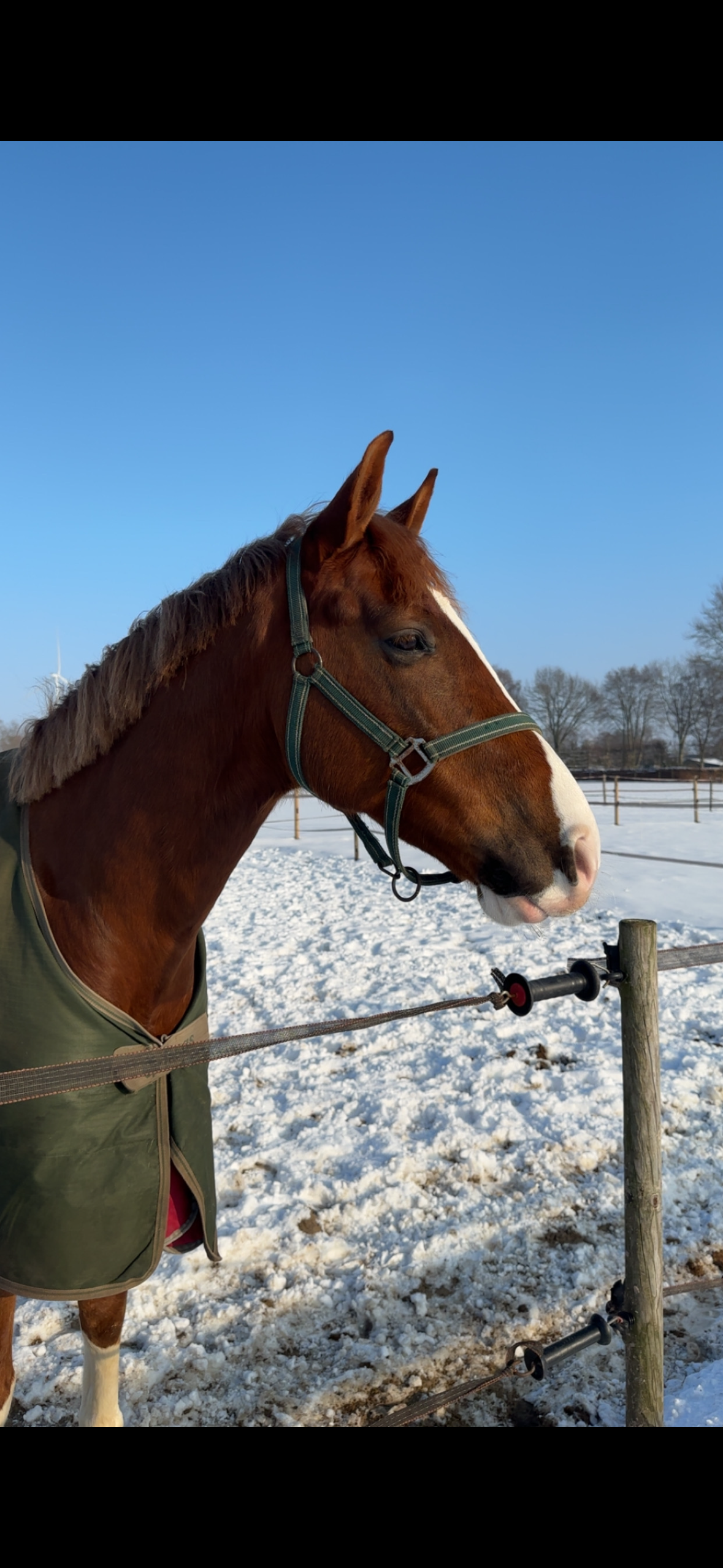 kwpn dressuurpaard ruin 5 years old vos for sale - Photo 4