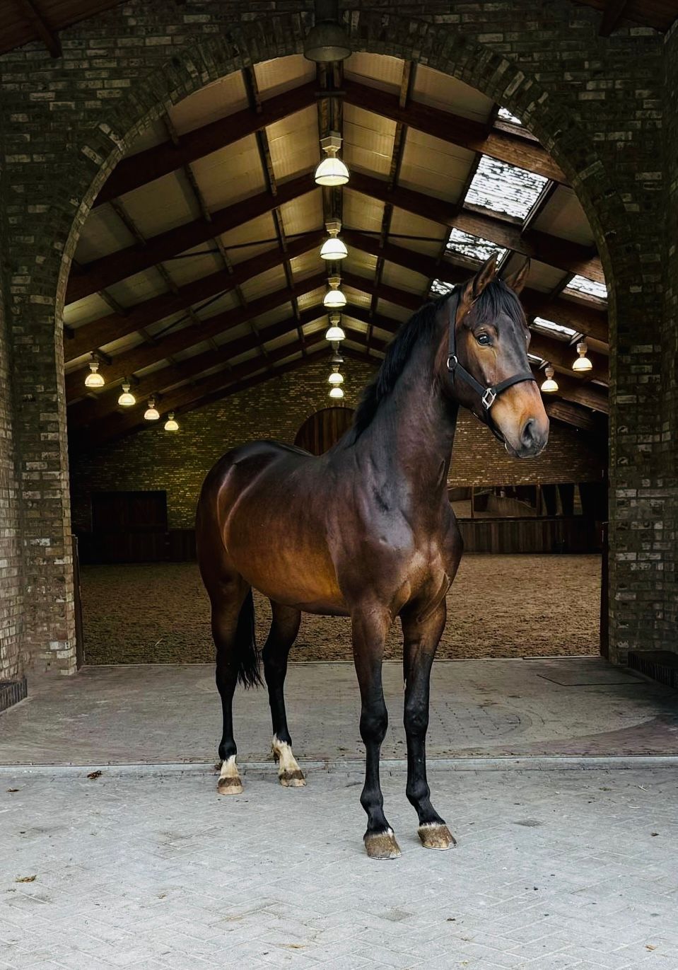 kwpn dressuurpaard merrie 4 years old donkerbruin for sale - Main photo