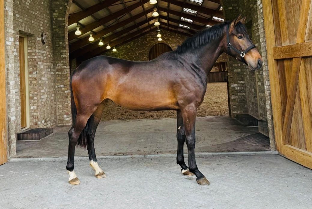 kwpn dressuurpaard merrie 4 years old donkerbruin for sale - Photo 2