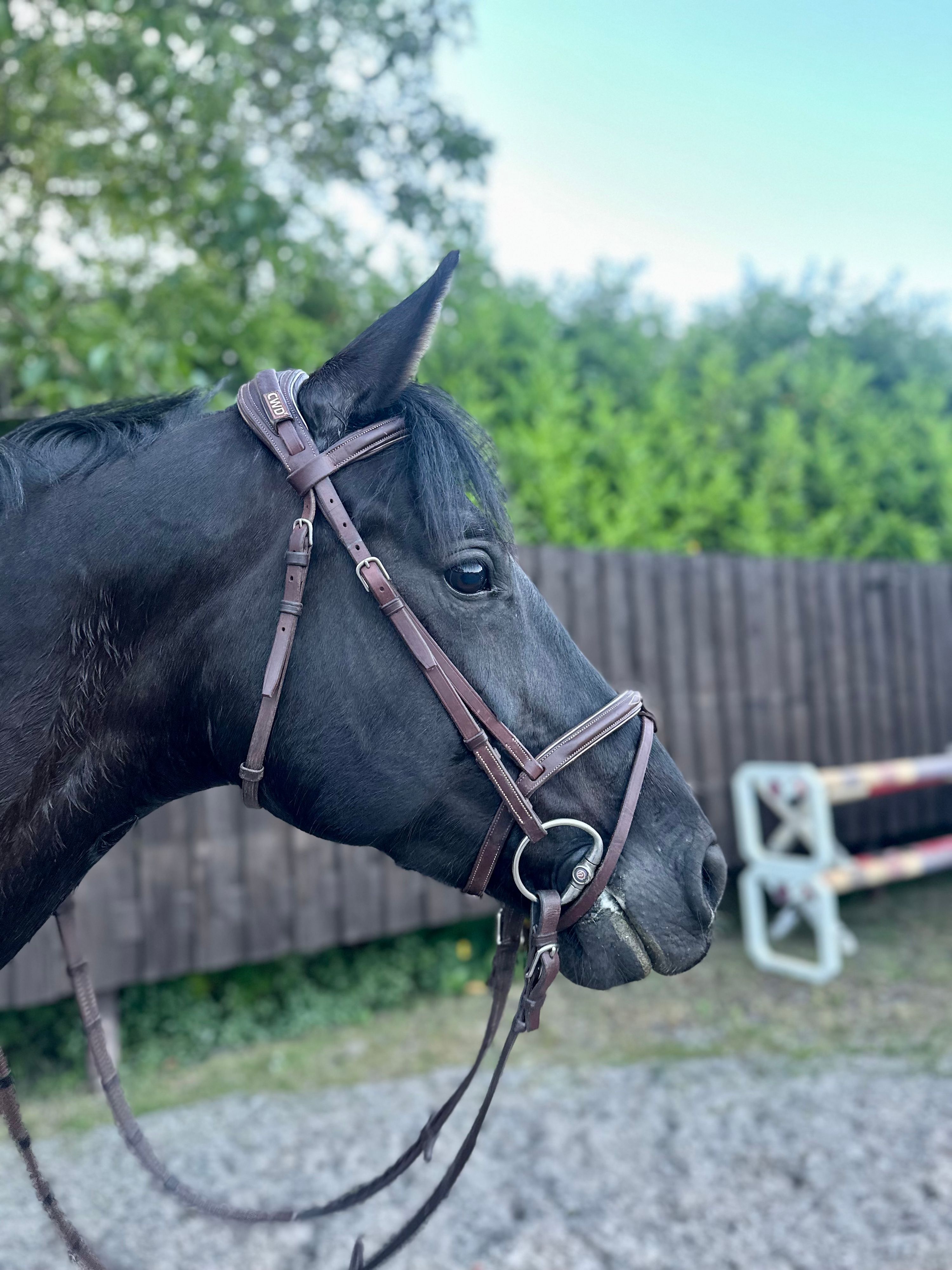 kwpn springpaard merrie 7 岁 donkerbruin 出售 - 照片 3