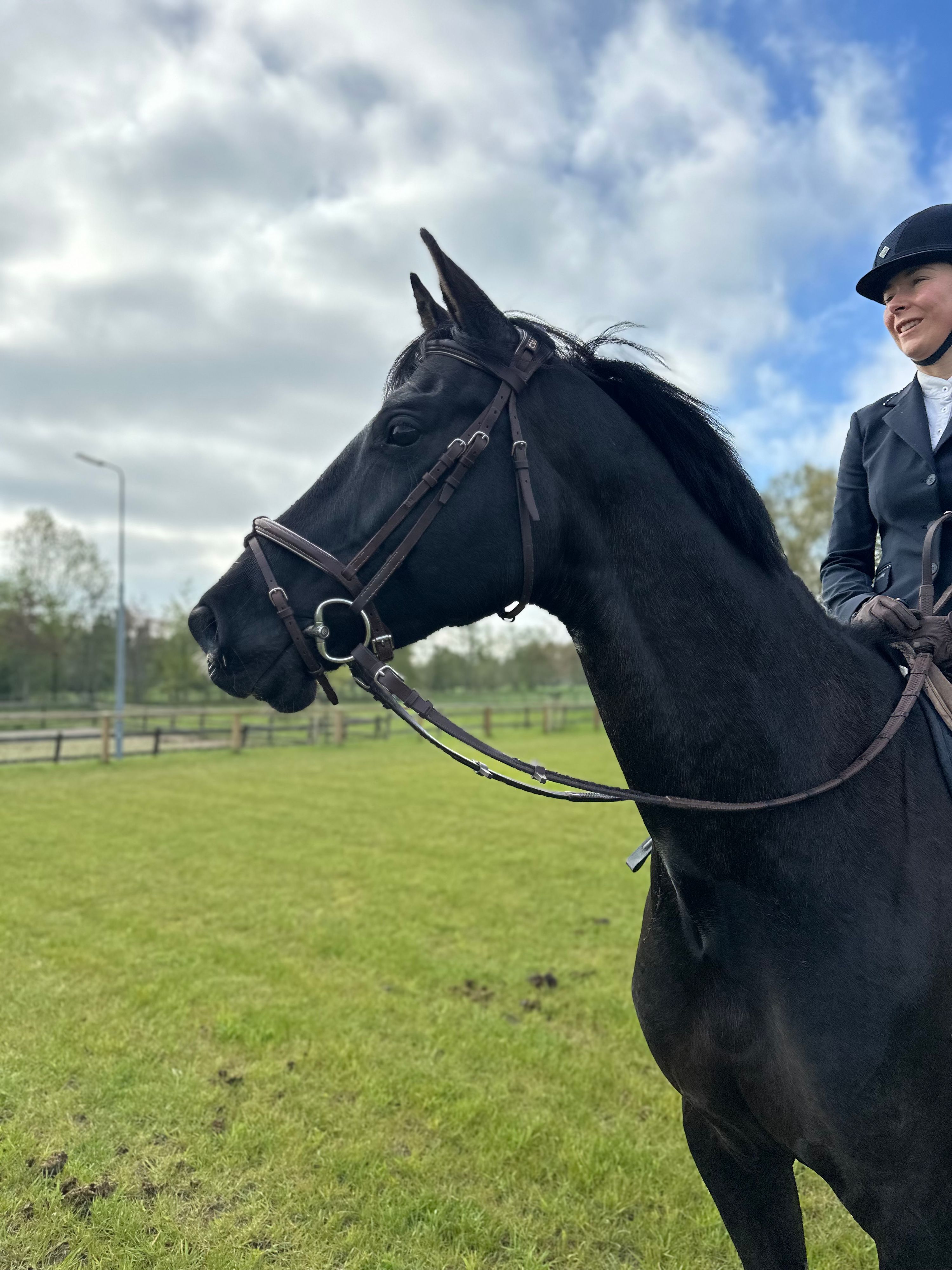 kwpn springpaard merrie 7 岁 donkerbruin 出售 - 照片 4