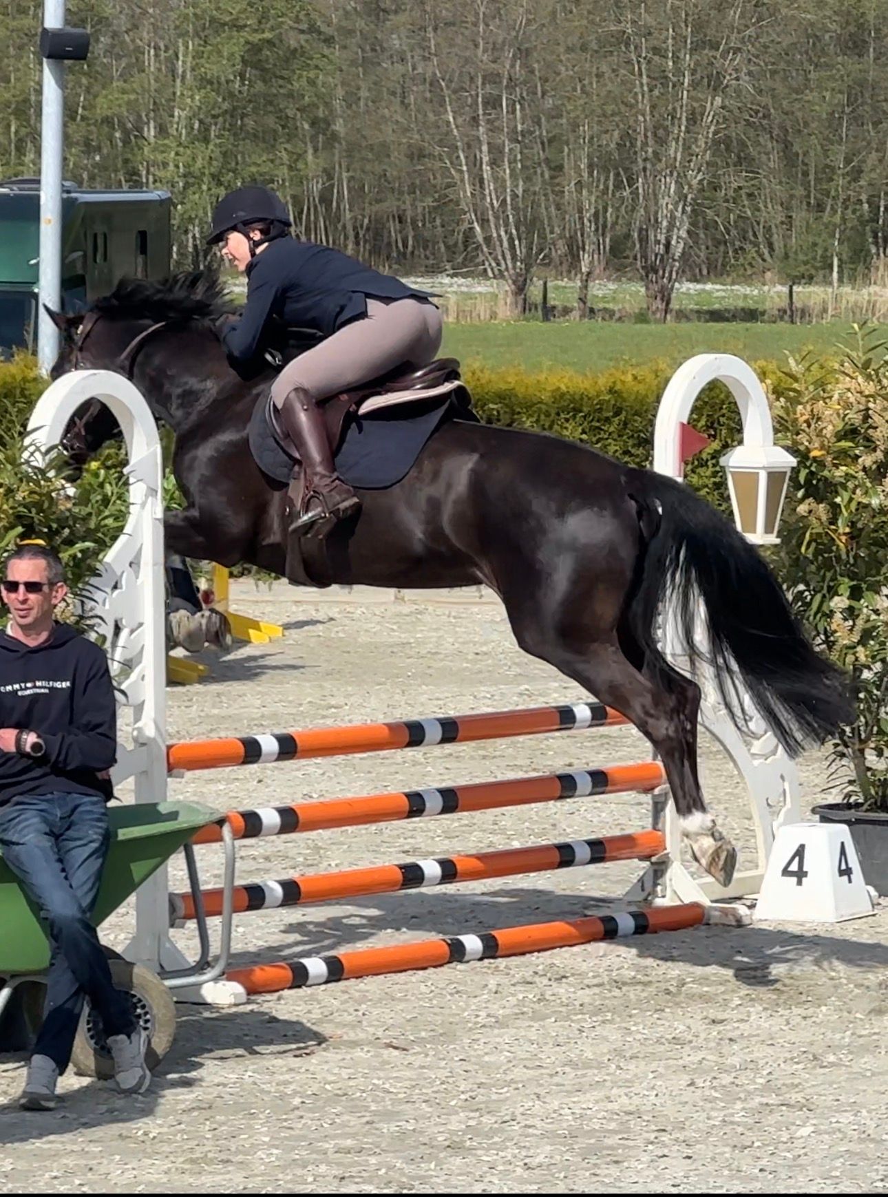 kwpn springpaard merrie 7 岁 donkerbruin 出售 - 照片 5