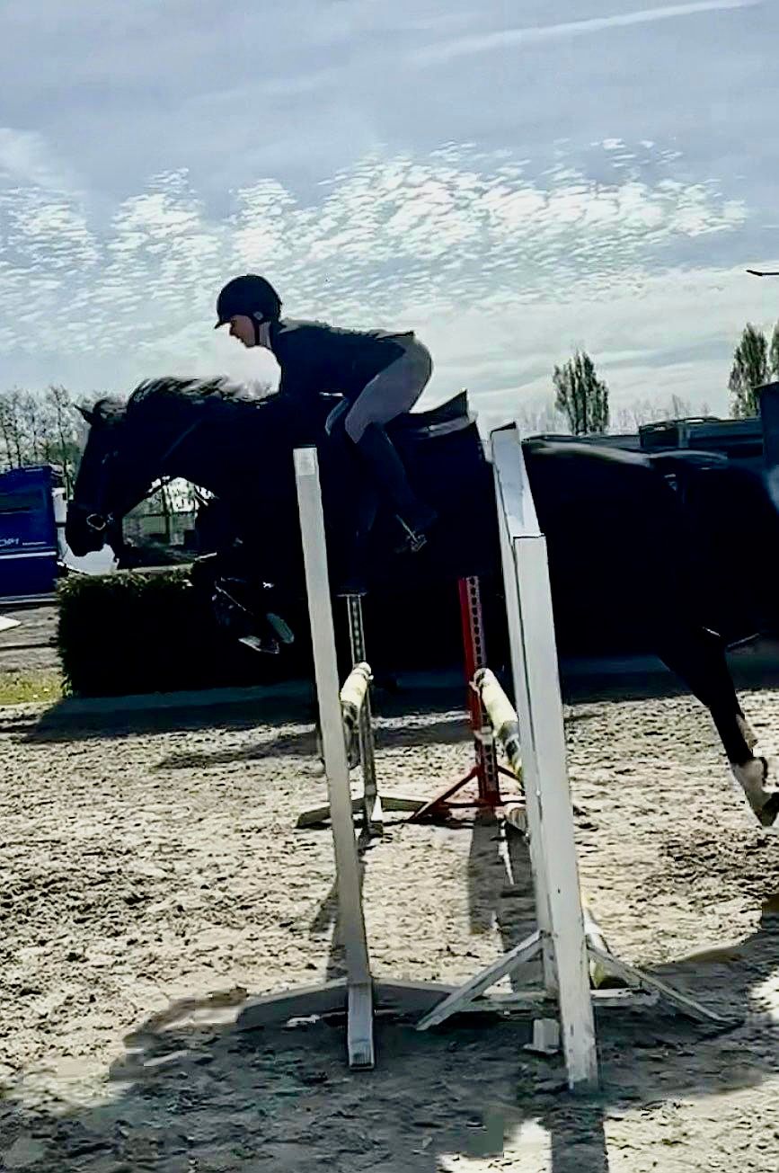 kwpn springpaard merrie 7 岁 donkerbruin 出售 - 照片 6