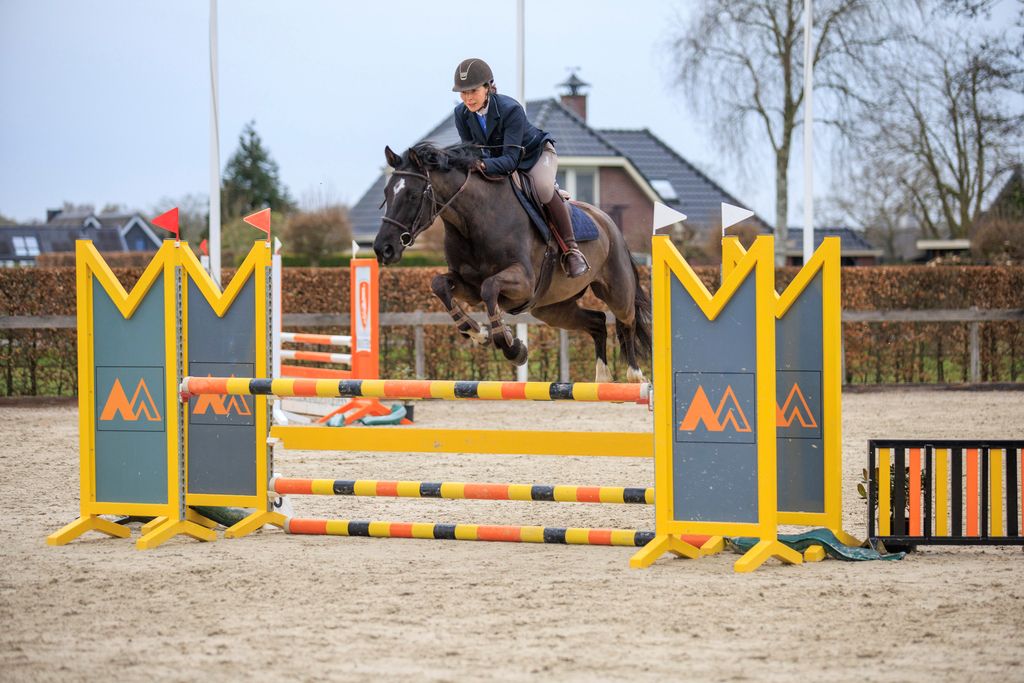 Super sød og pålidelig 7-årig springhoppe Olivia van de Landweg – Jardonnay VDL x Up-to-Date x Zeus