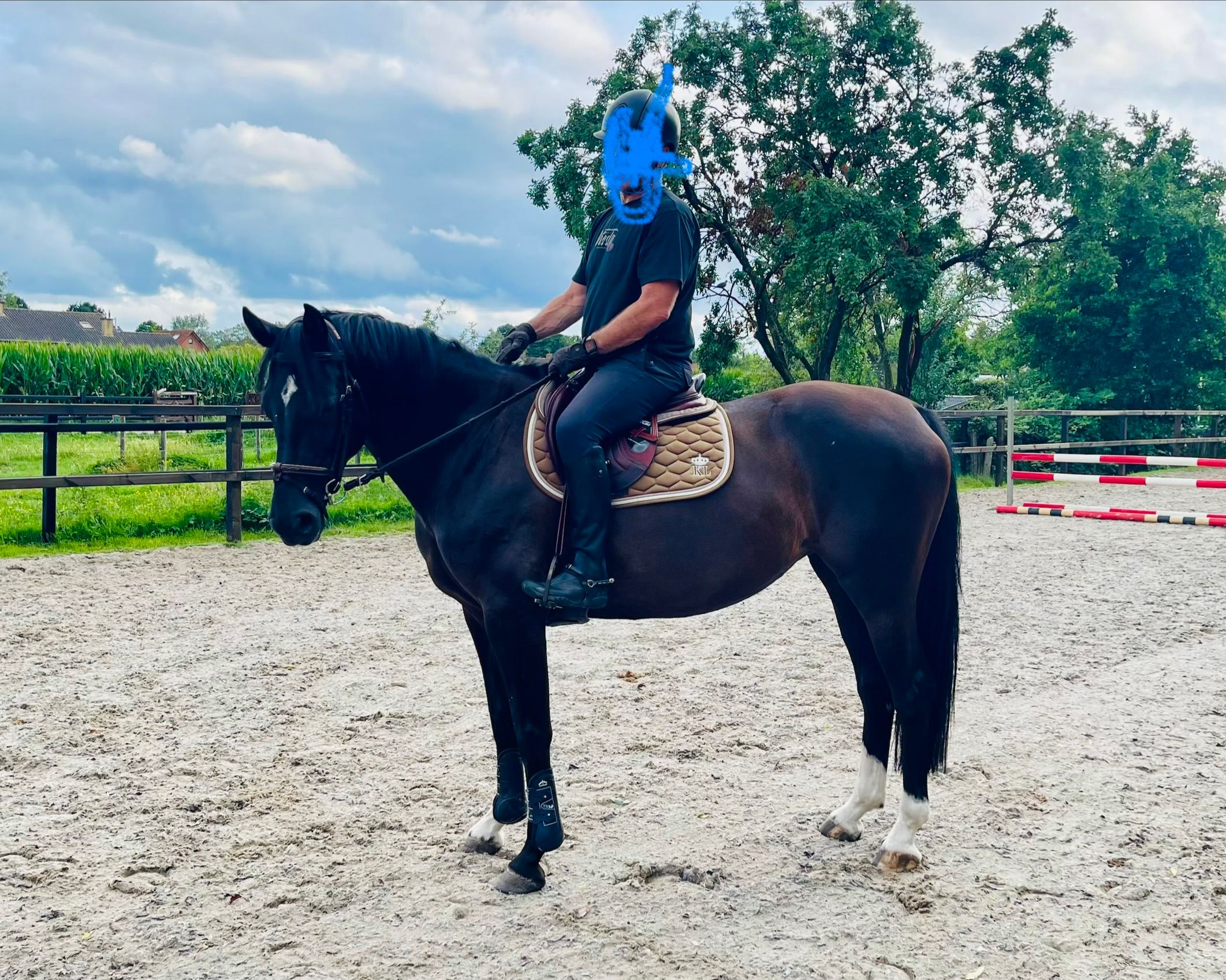 kwpn springpaard merrie 7 岁 donkerbruin 出售 - 照片 2