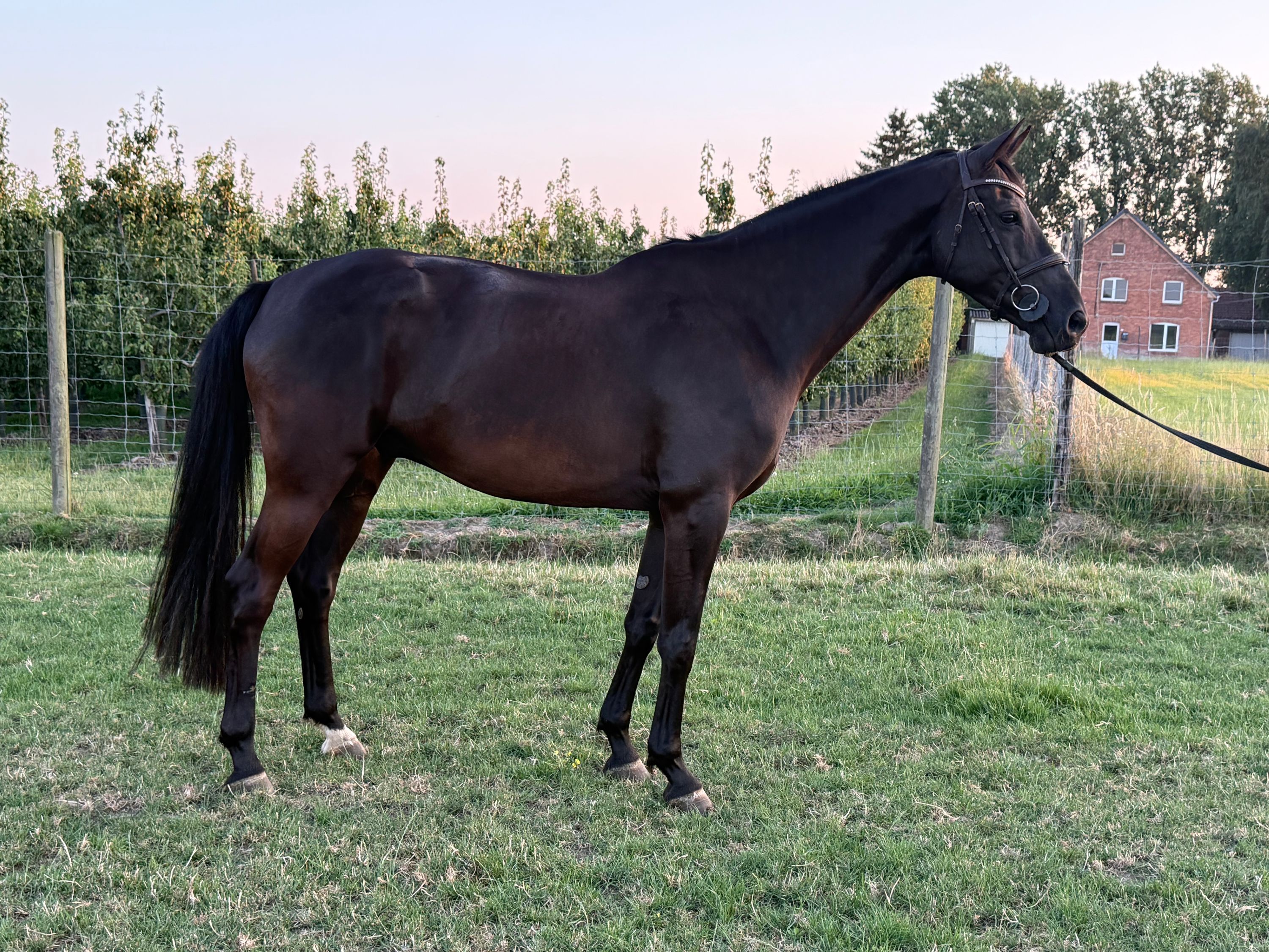 Well-behaved, talented 9-year-old show jumper.
