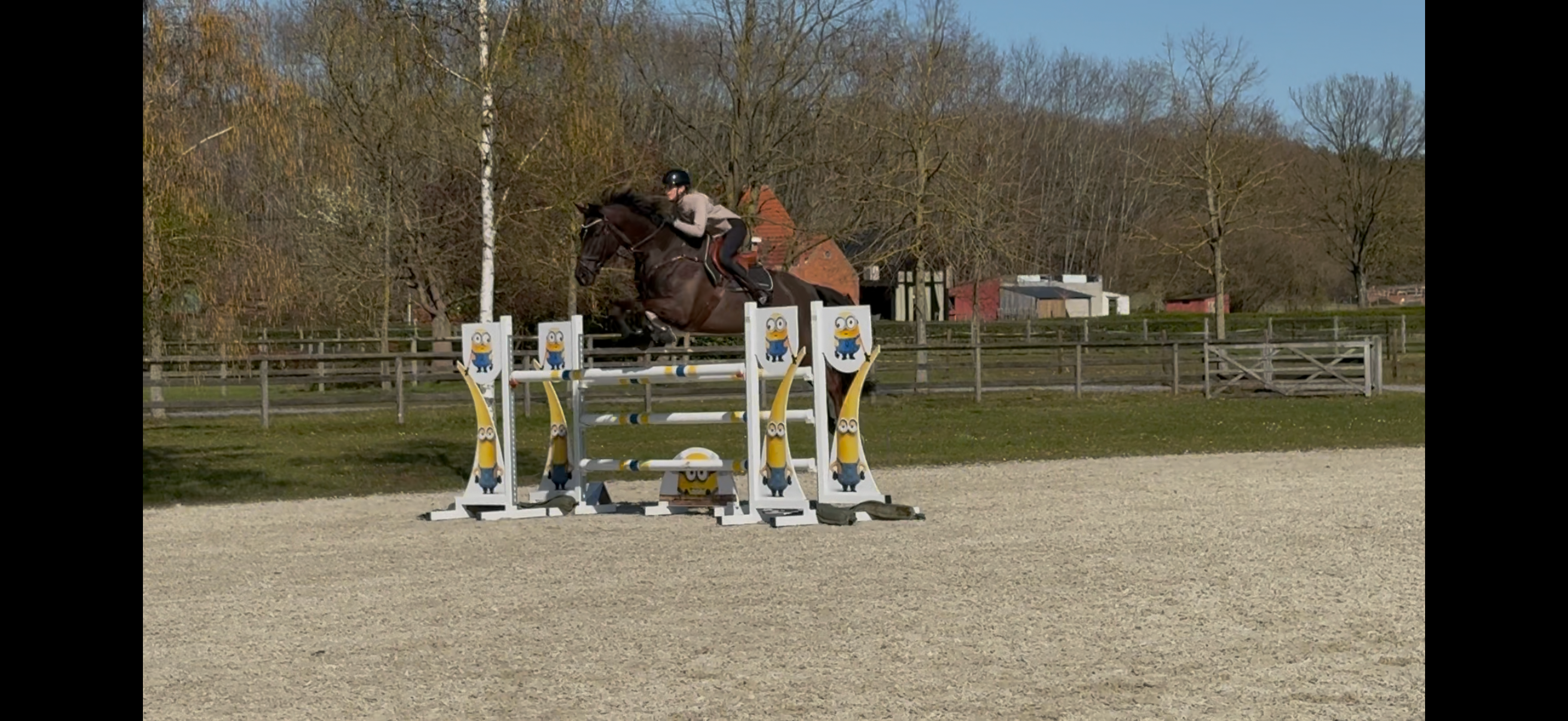 zangersheide springpaard ruin 9 years old zwart for sale - Photo 3