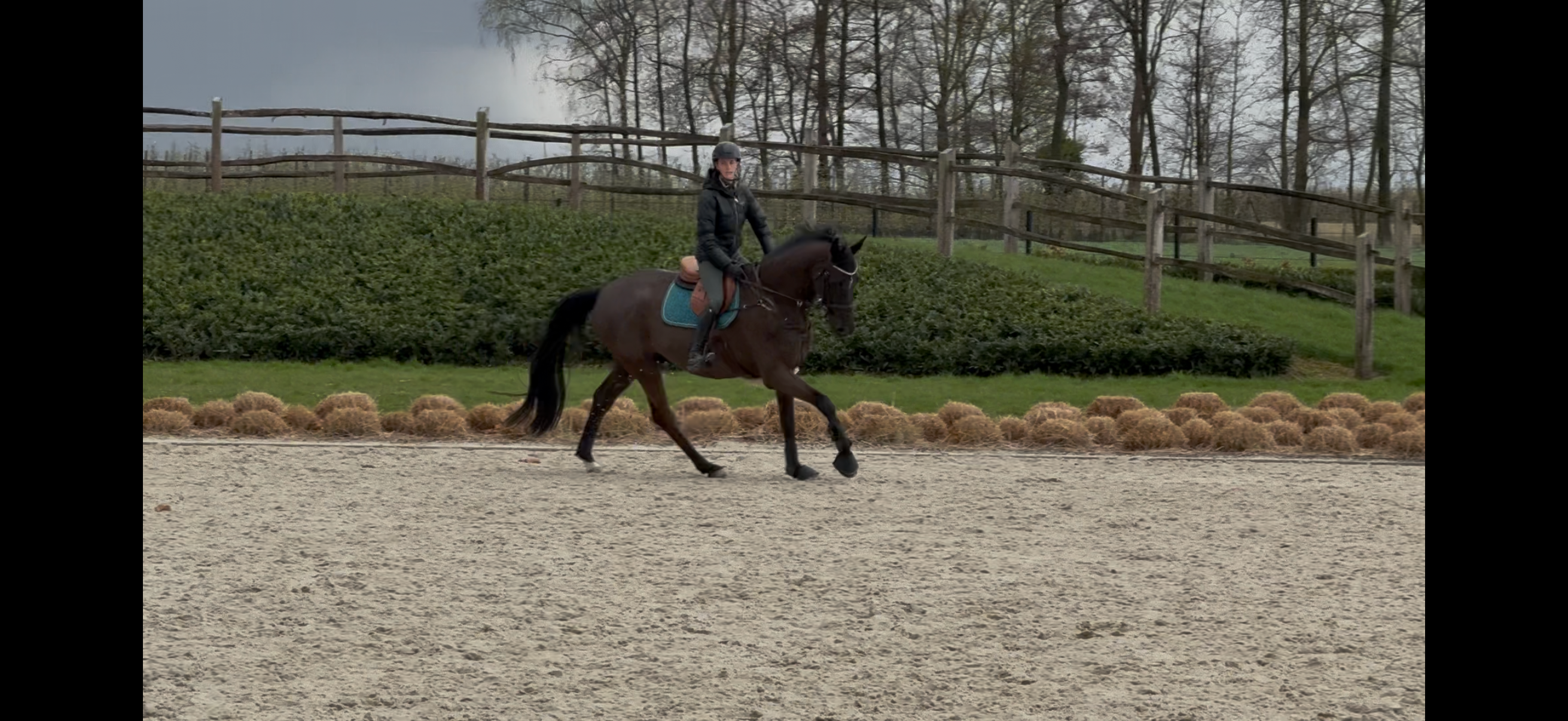 zangersheide springpaard ruin 9 years old zwart for sale - Photo 2