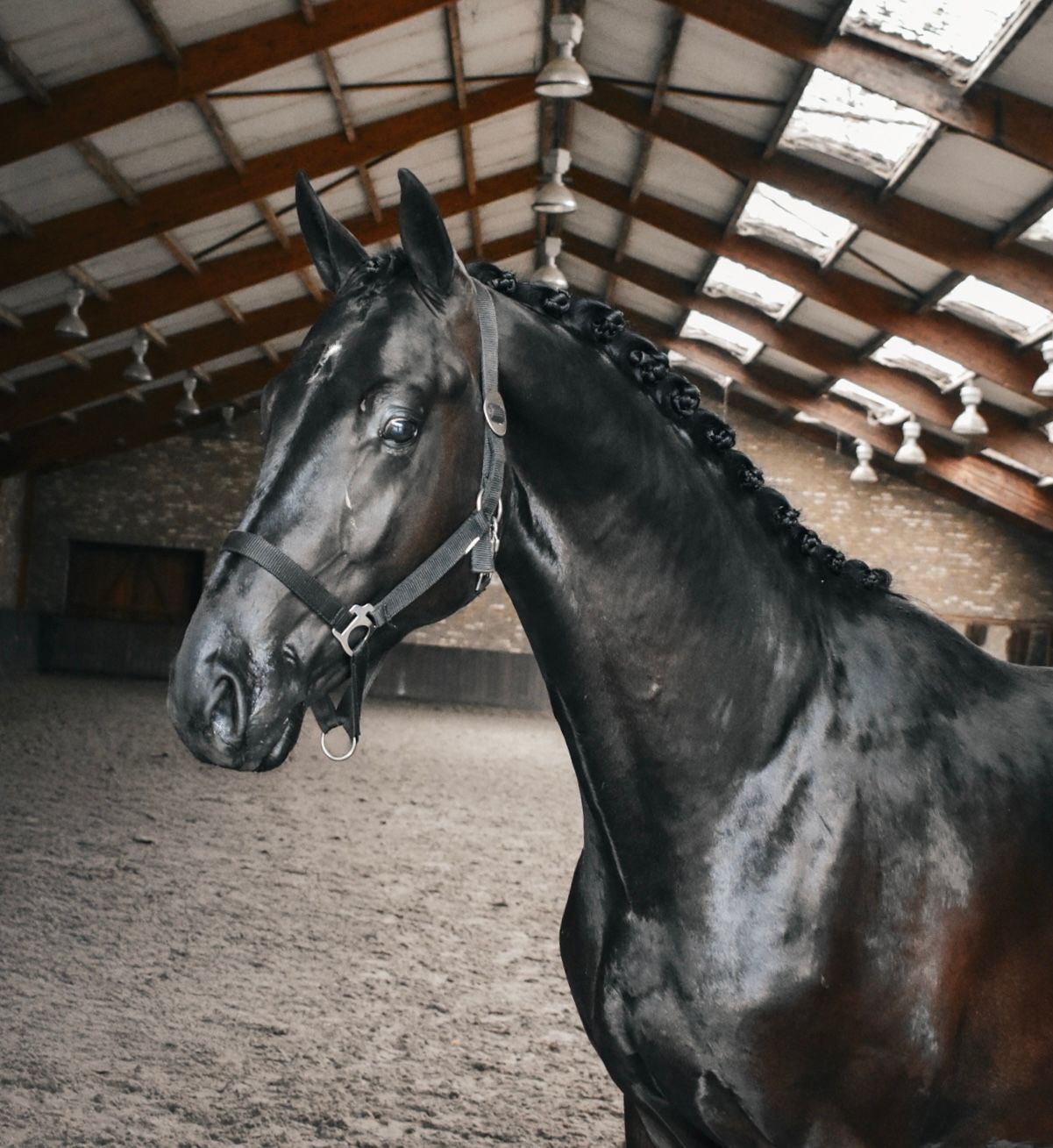 kwpn dressuurpaard hengst 3 years old zwart for sale - Main photo