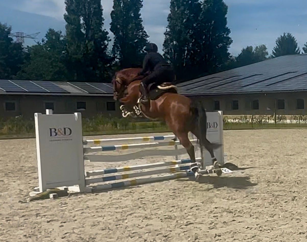 zangersheide springpaard merrie 5 years old bruin for sale - Photo 3